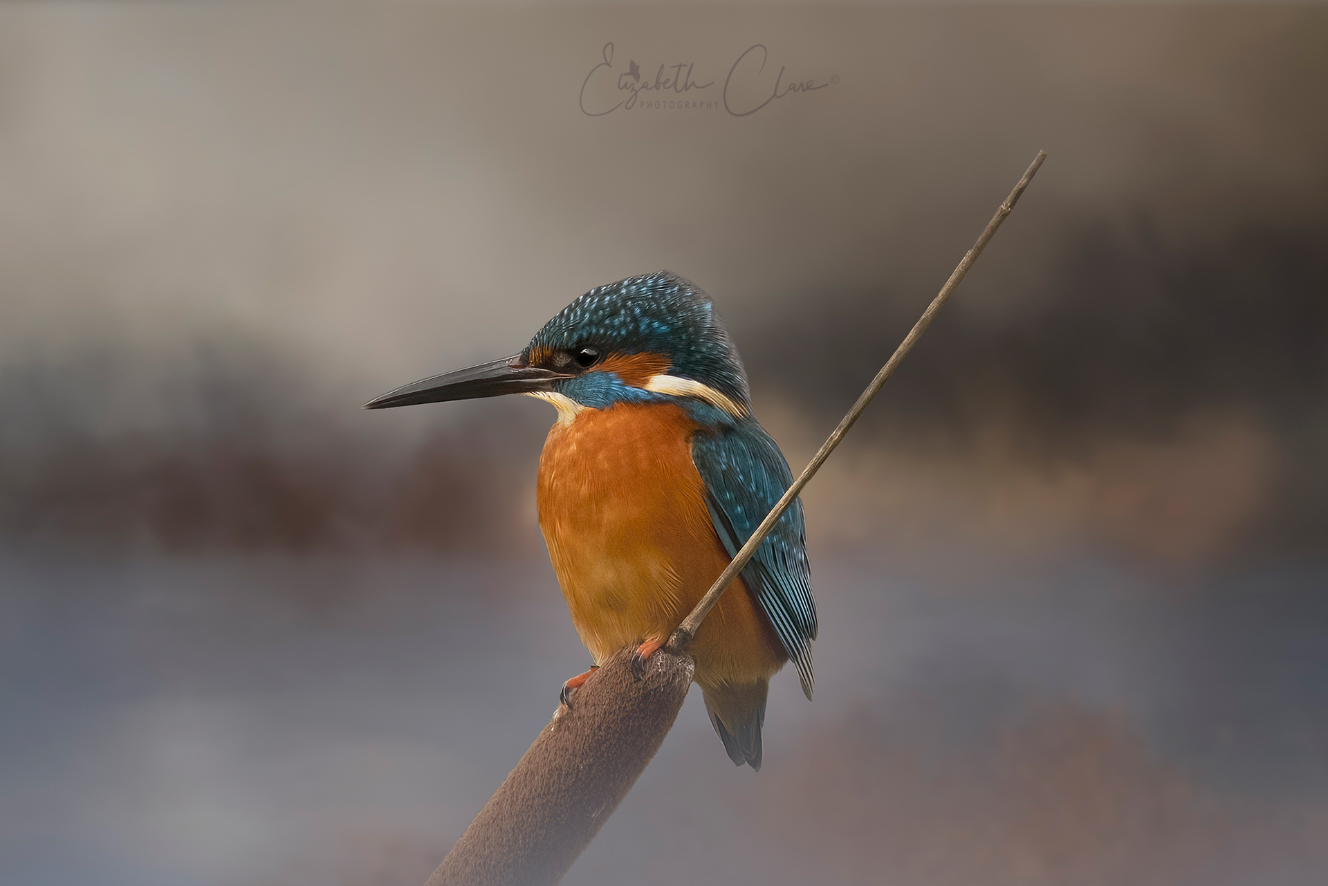 Kingfisher
