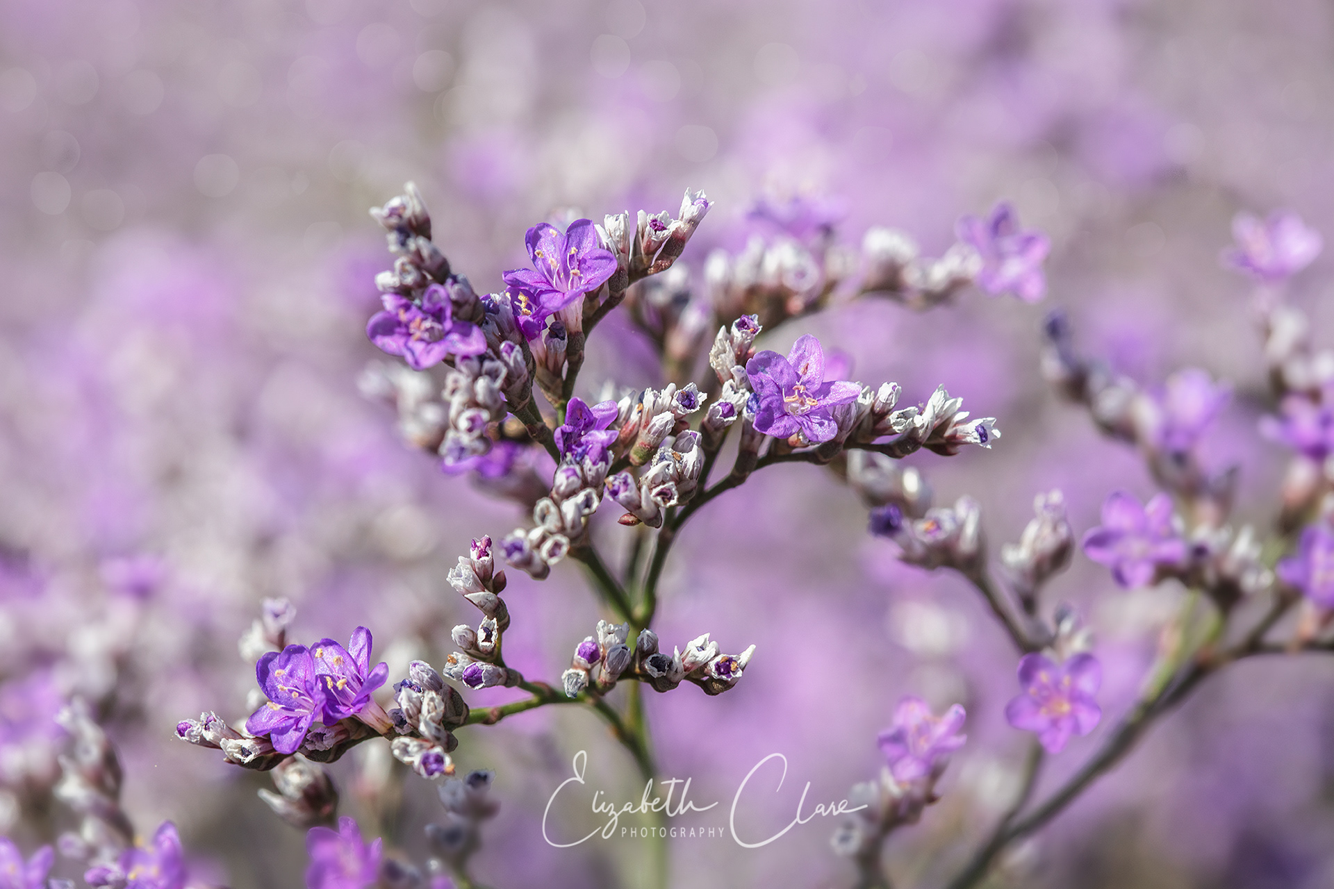 Sea Lavender
