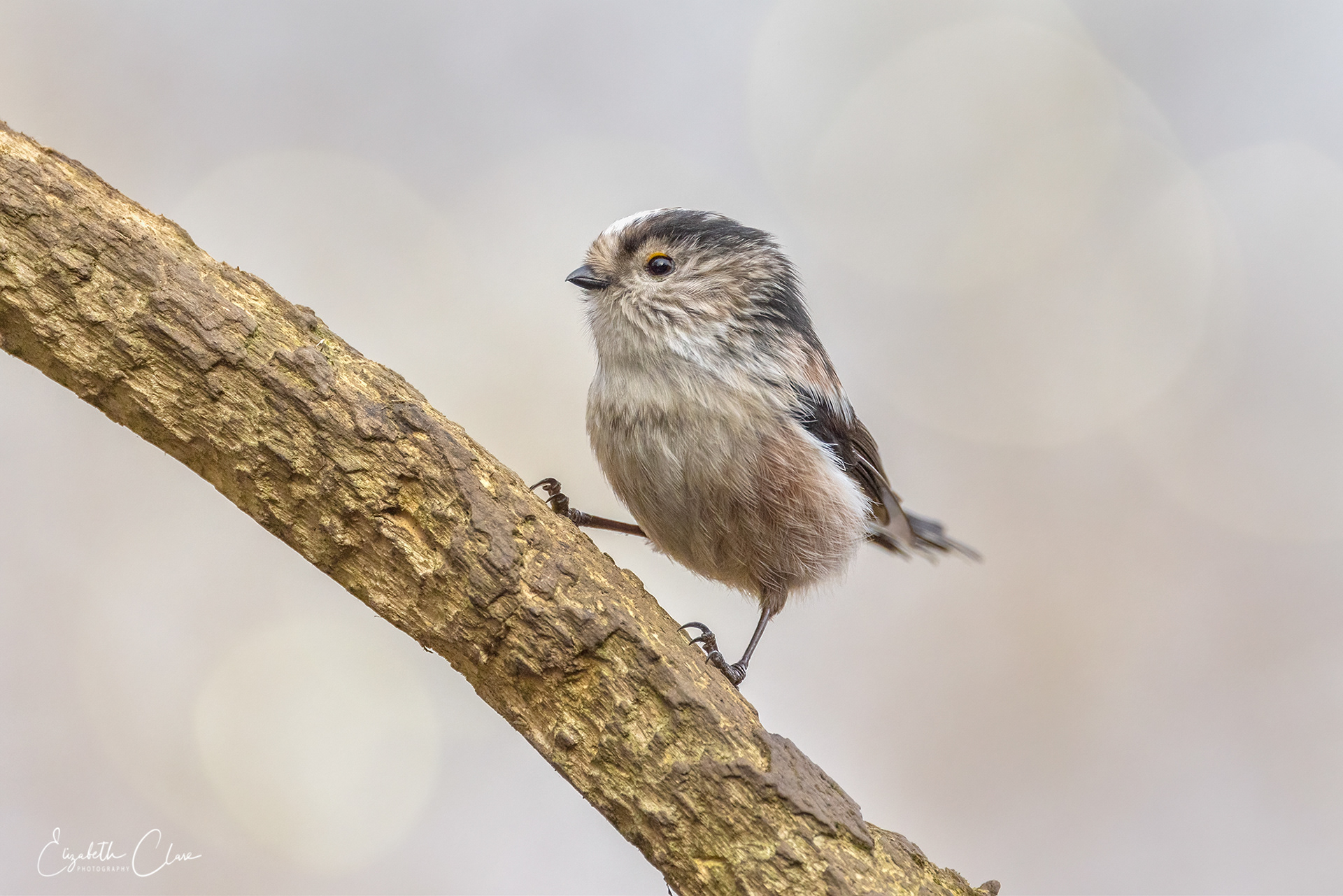 Long Tailed Tit - Southminster
