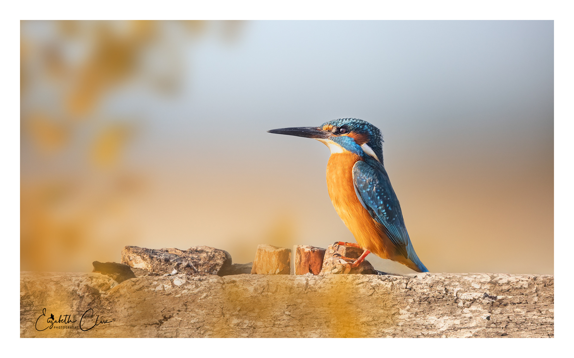 Kingfisher