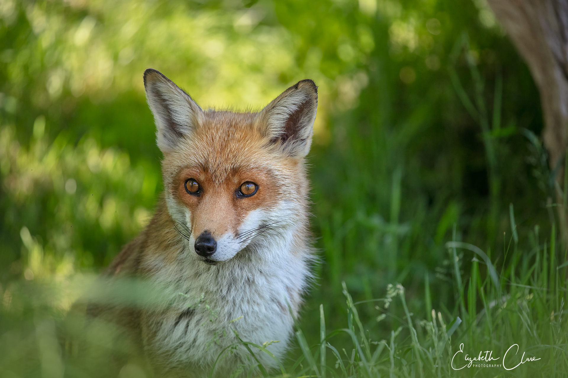 The wonderful Mr Fox