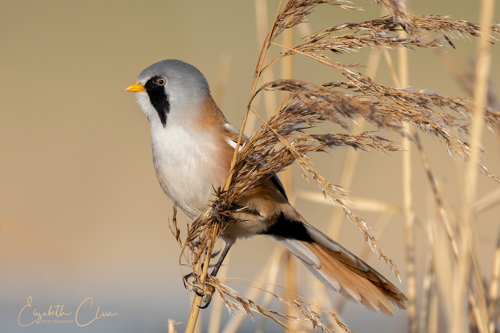 Bearded Tit - South Woodham Ferrers