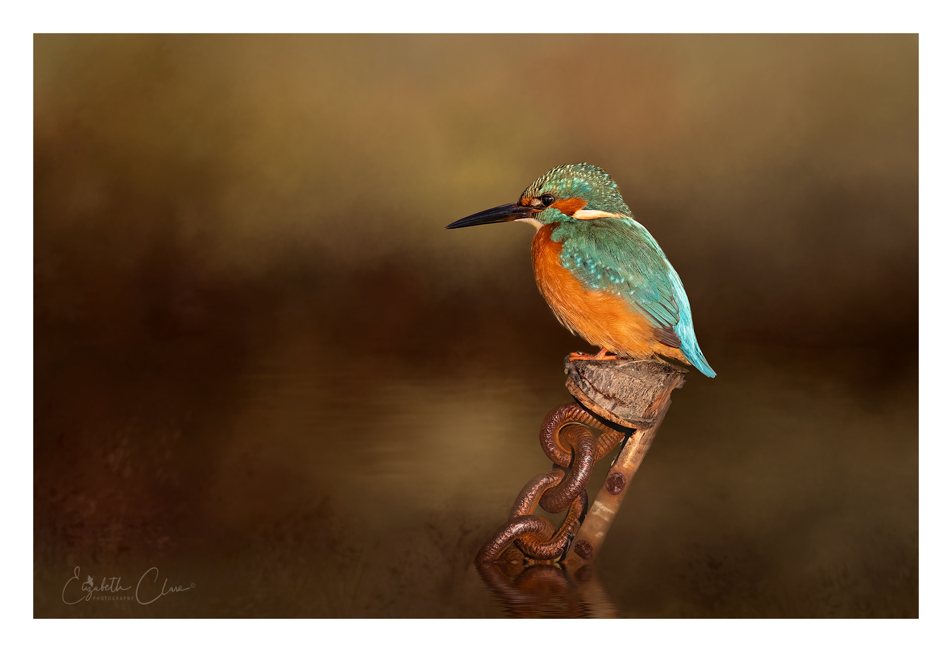 Kingfisher