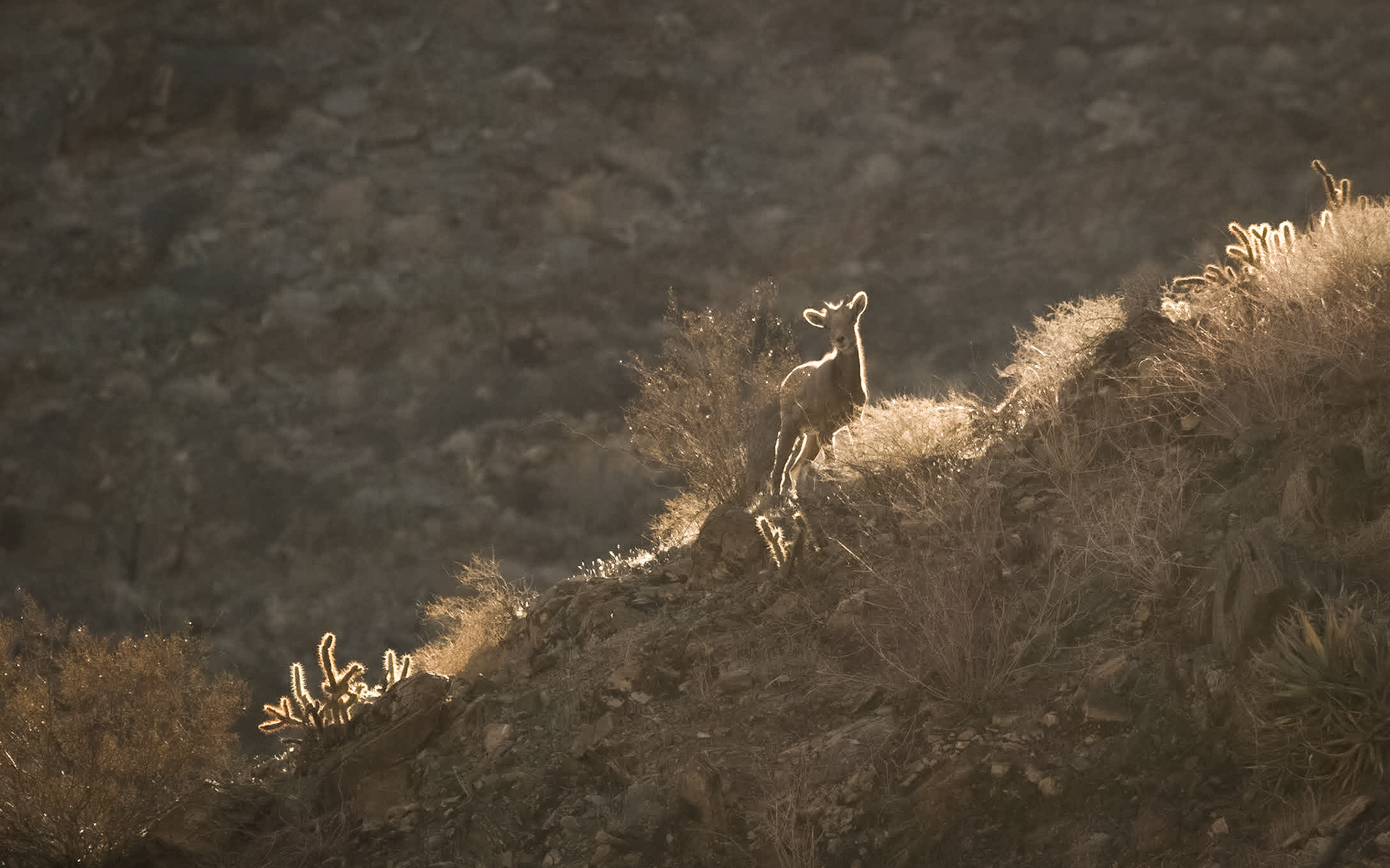Bighorn Sheep (Ovis canadensis)