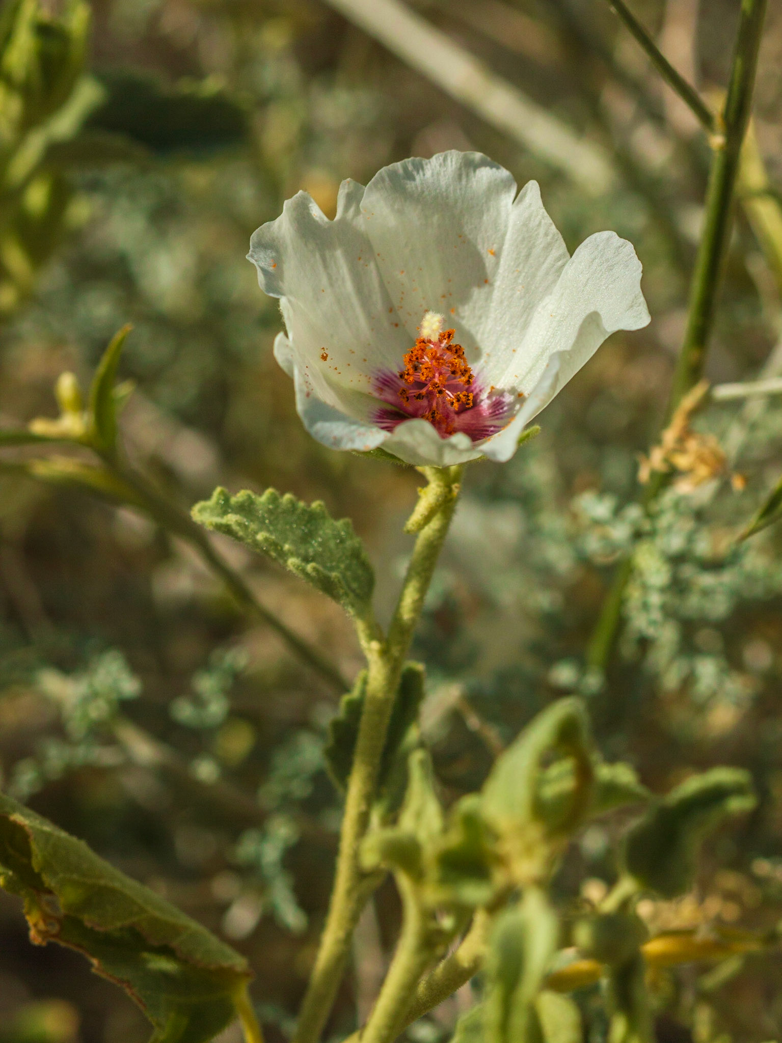 Desert Hibiscus (Hibiscus denudatus)
