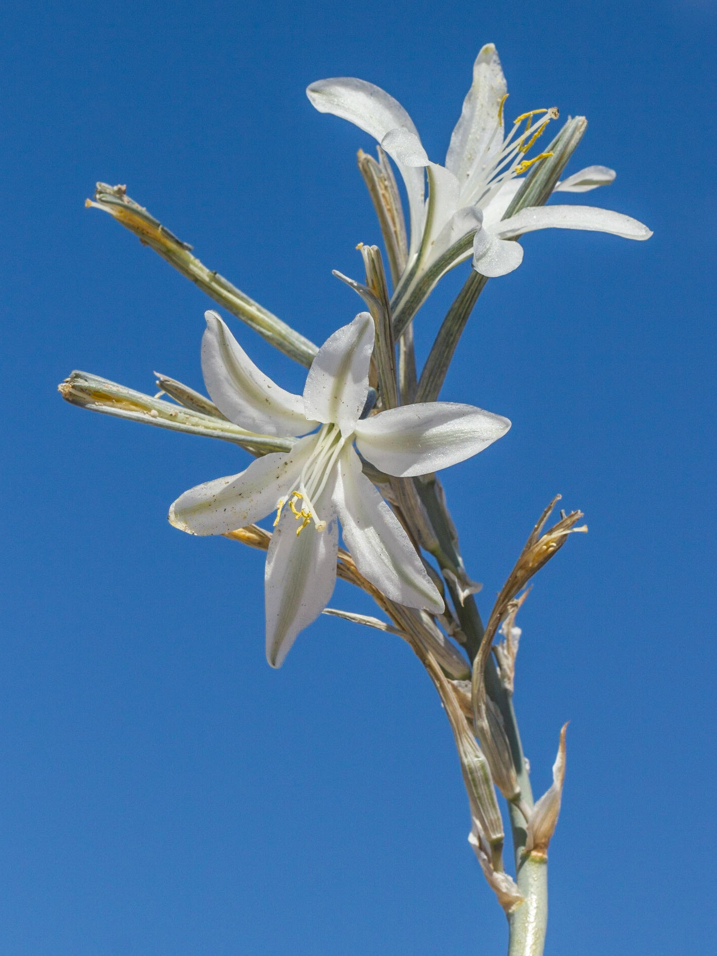 Desert Lily (Hesperocallis undulata)