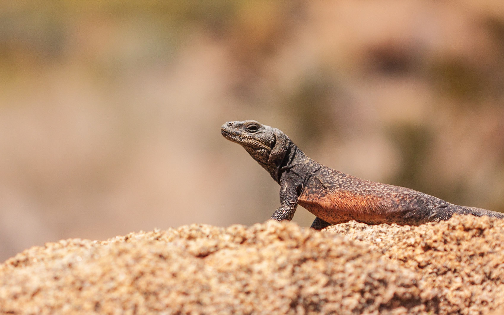 Common Chuckwalla (Sauromalus ater)