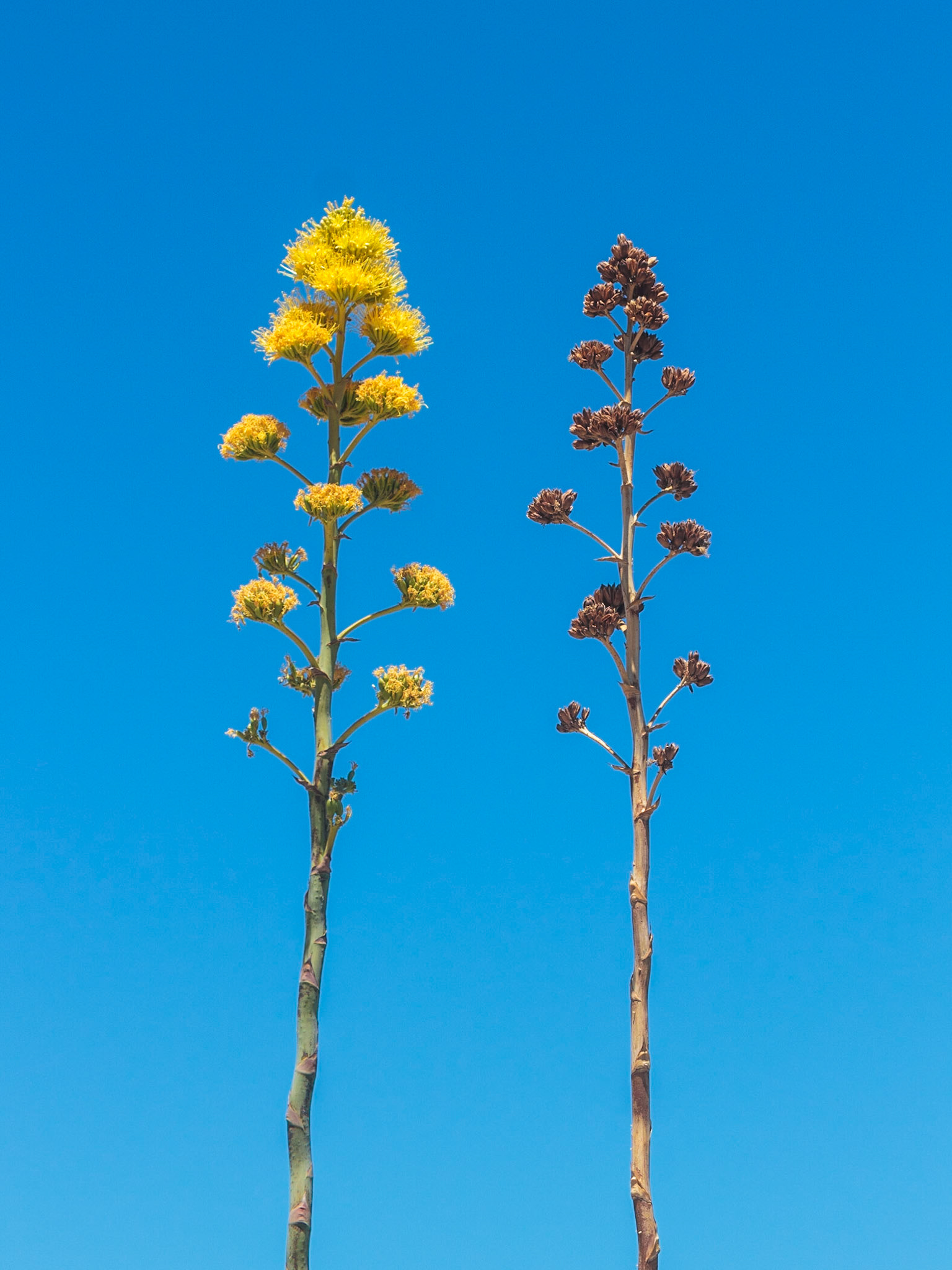 Desert Agave (Agave deserti)