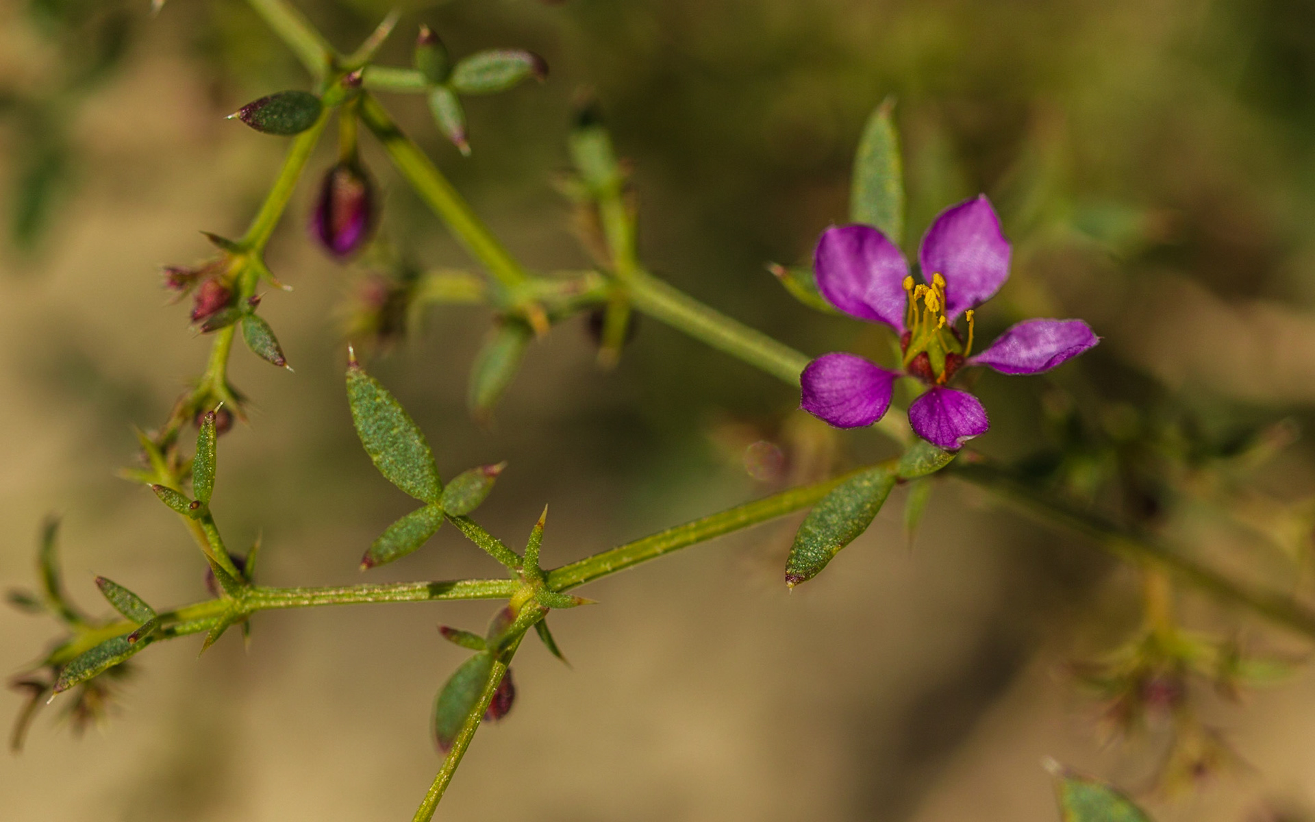 Smooth-stemmed Fagonia (Fagonia laevis)