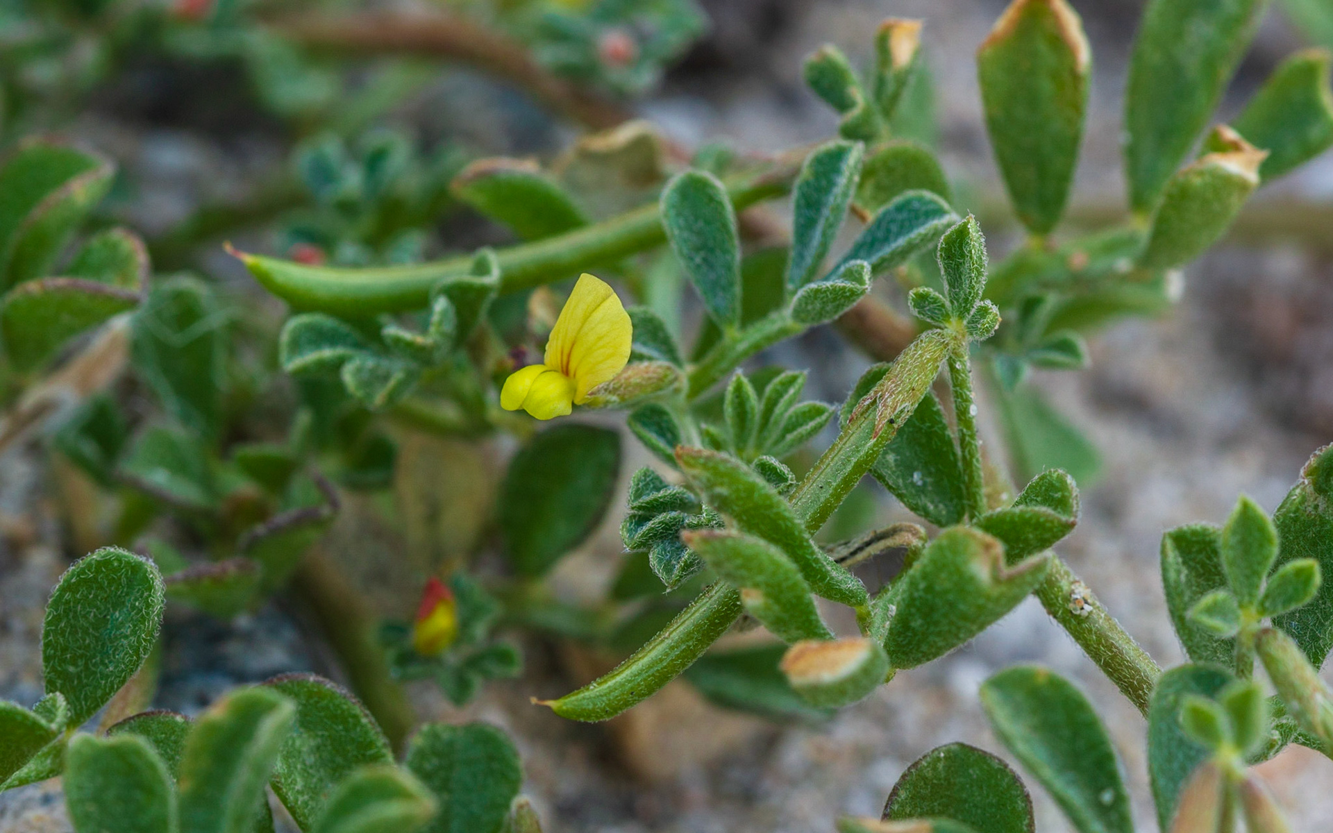 Bishop's Lotus (Acmispon strigosus)