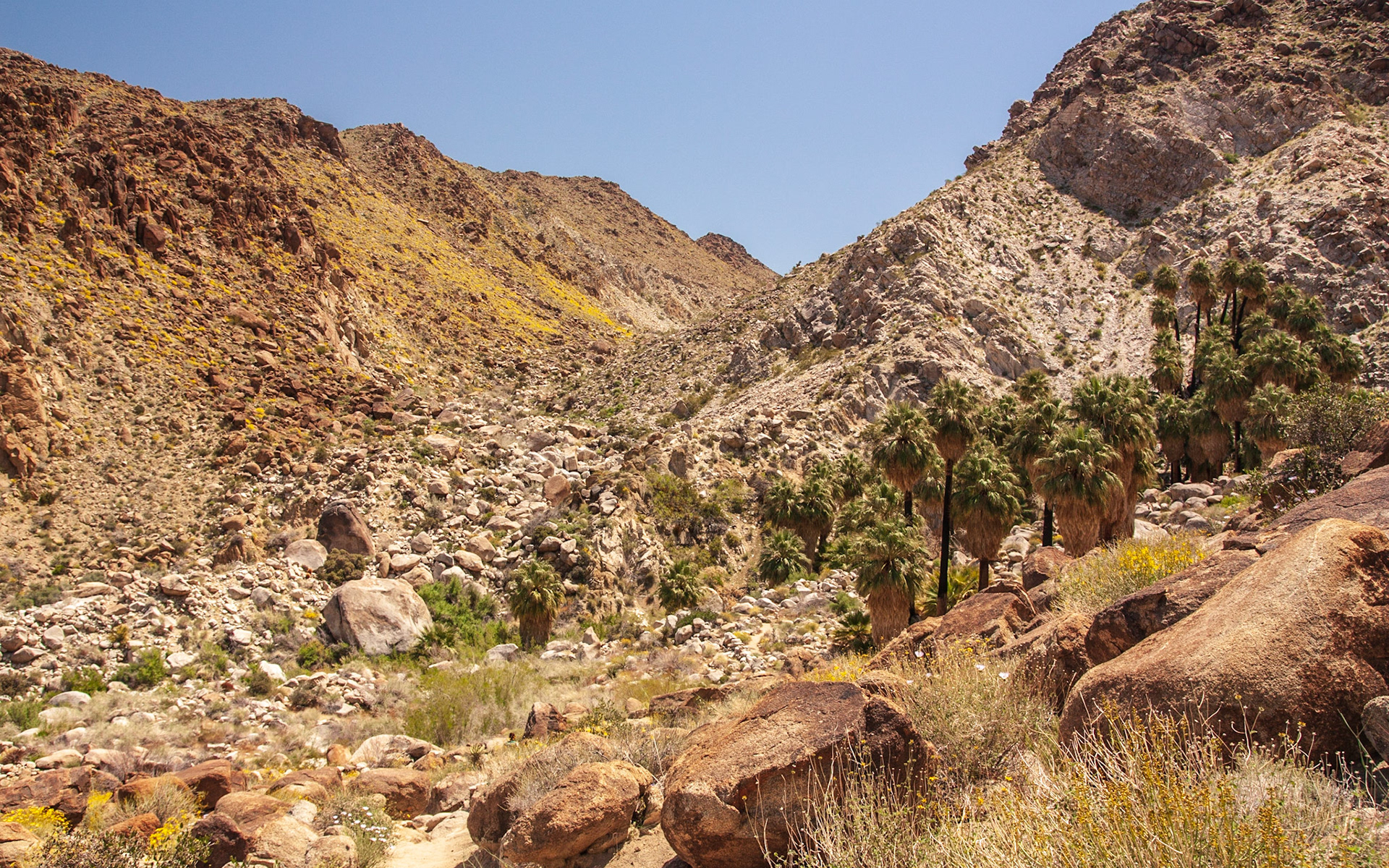 Brittlebush (Encelia farinosa)