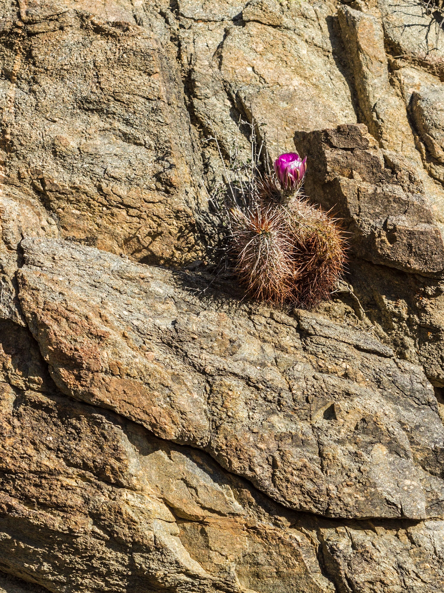 Engelmann's Hedgehog Cactus (Echinocereus engelmannii)