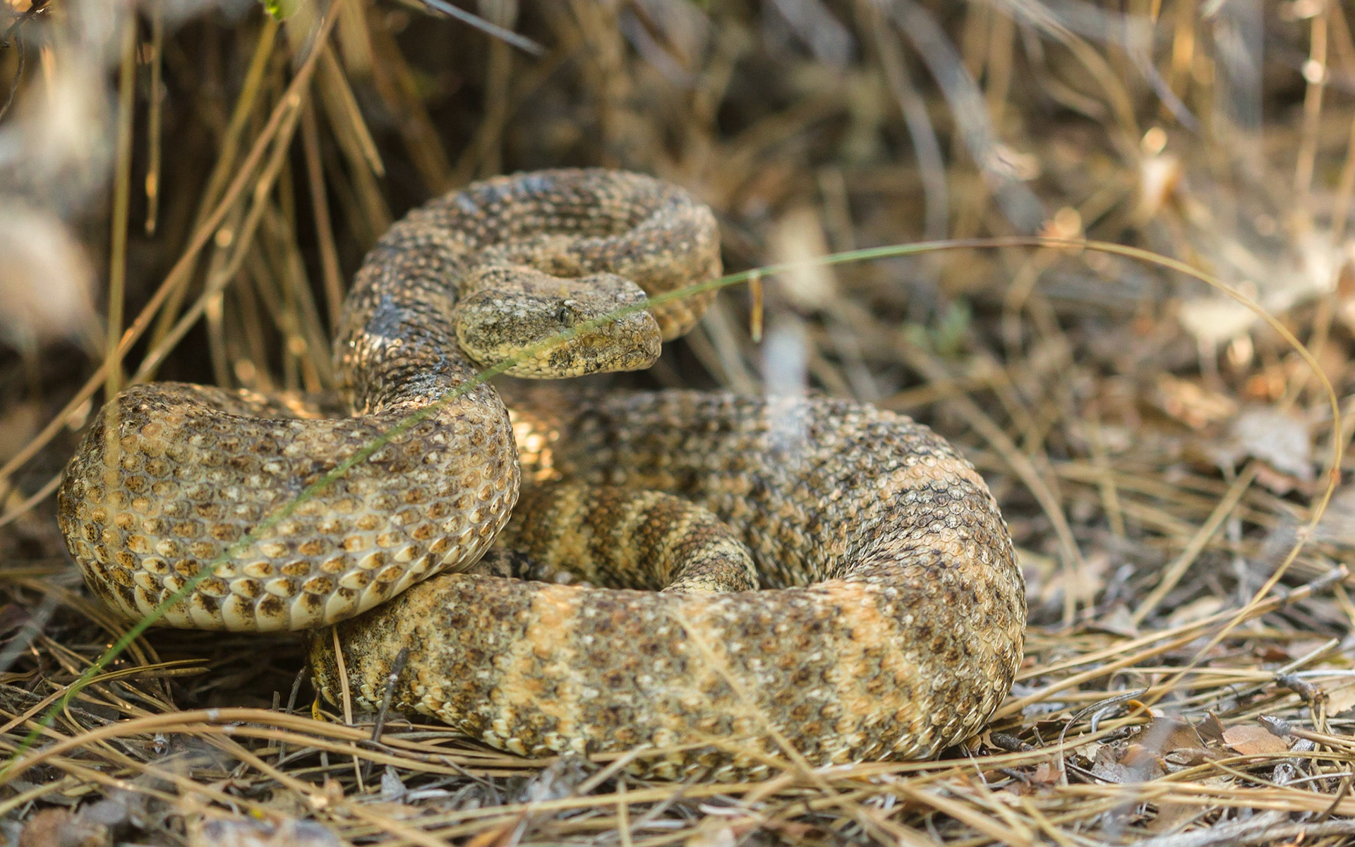 Speckled Rattlesnake (Crotalus mitchellii)