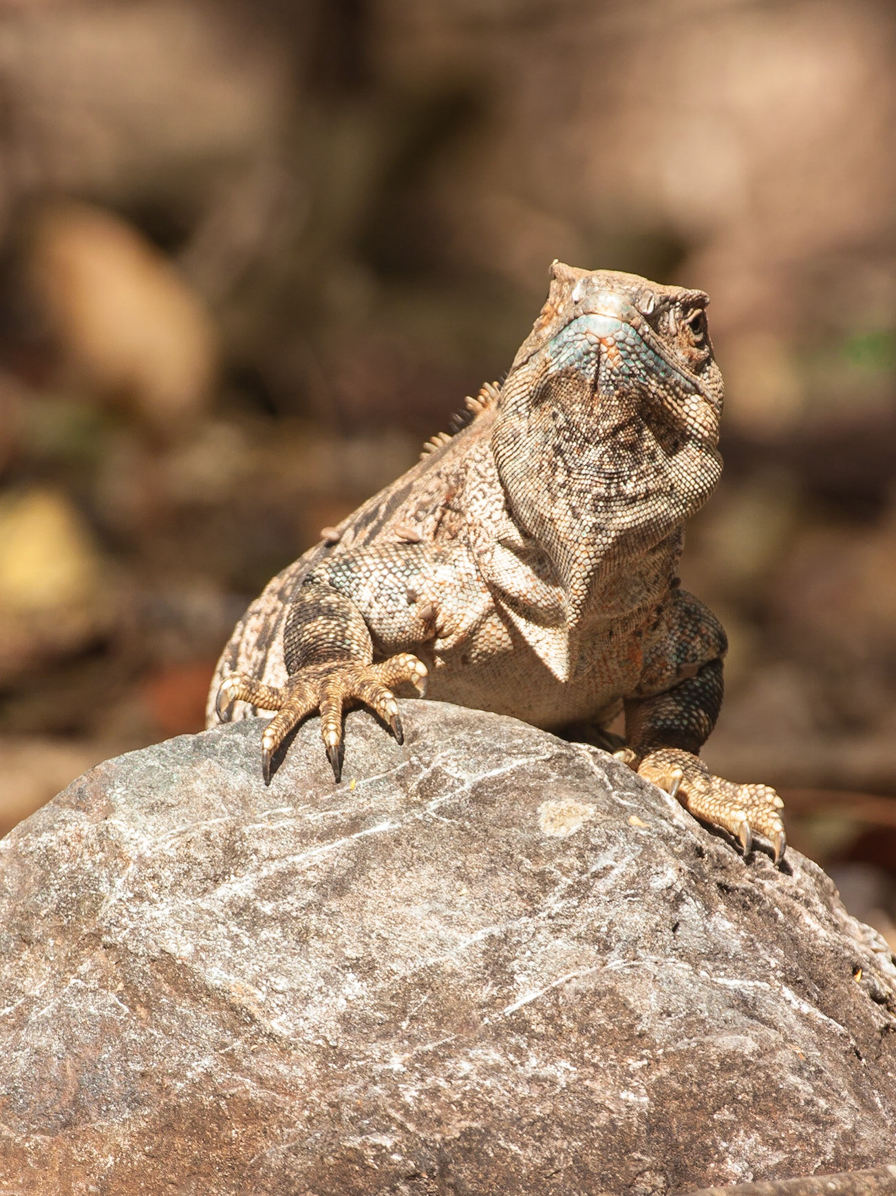Black Spiny-tailed Iguana (Ctenosaura similis)