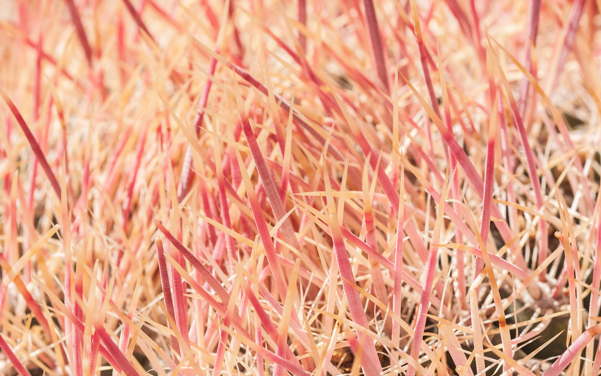 Barrel Cactus (Ferocactus acanthodes)