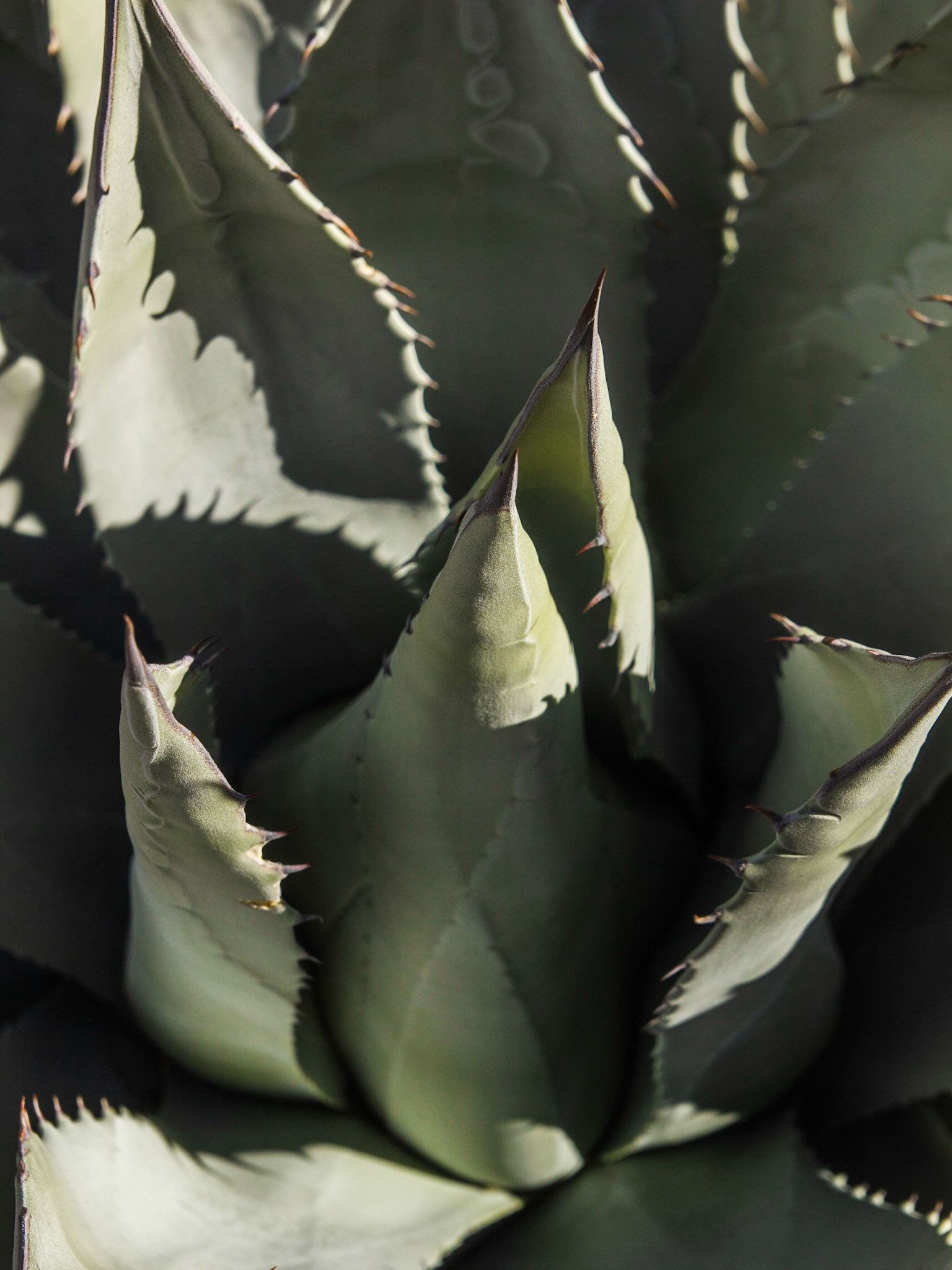 Desert Agave (Agave deserti)
