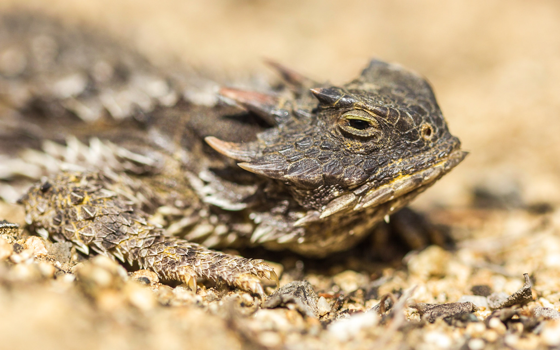 Coast Horned Lizard (Phrynosoma blainvillii)