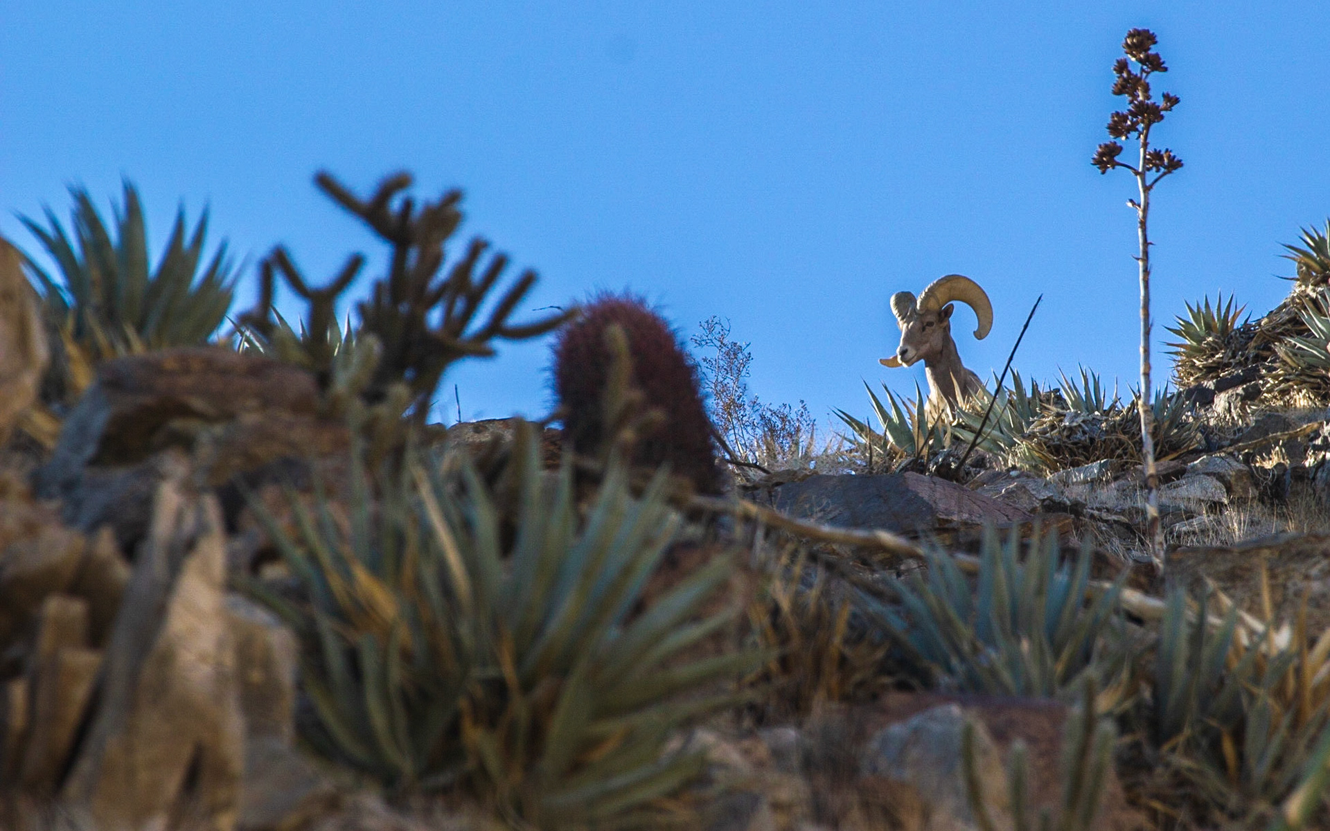 Bighorn Sheep (Ovis canadensis)