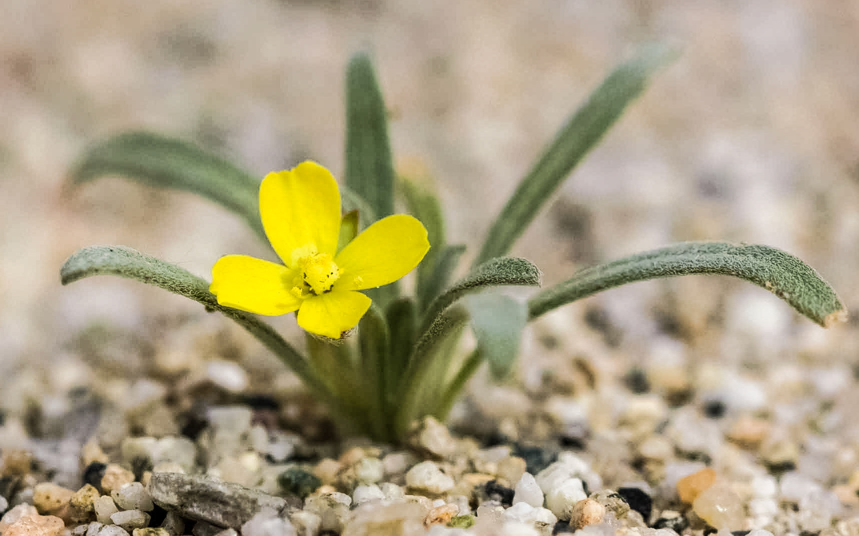 Pale Primrose (Camissoniopsis pallida)
