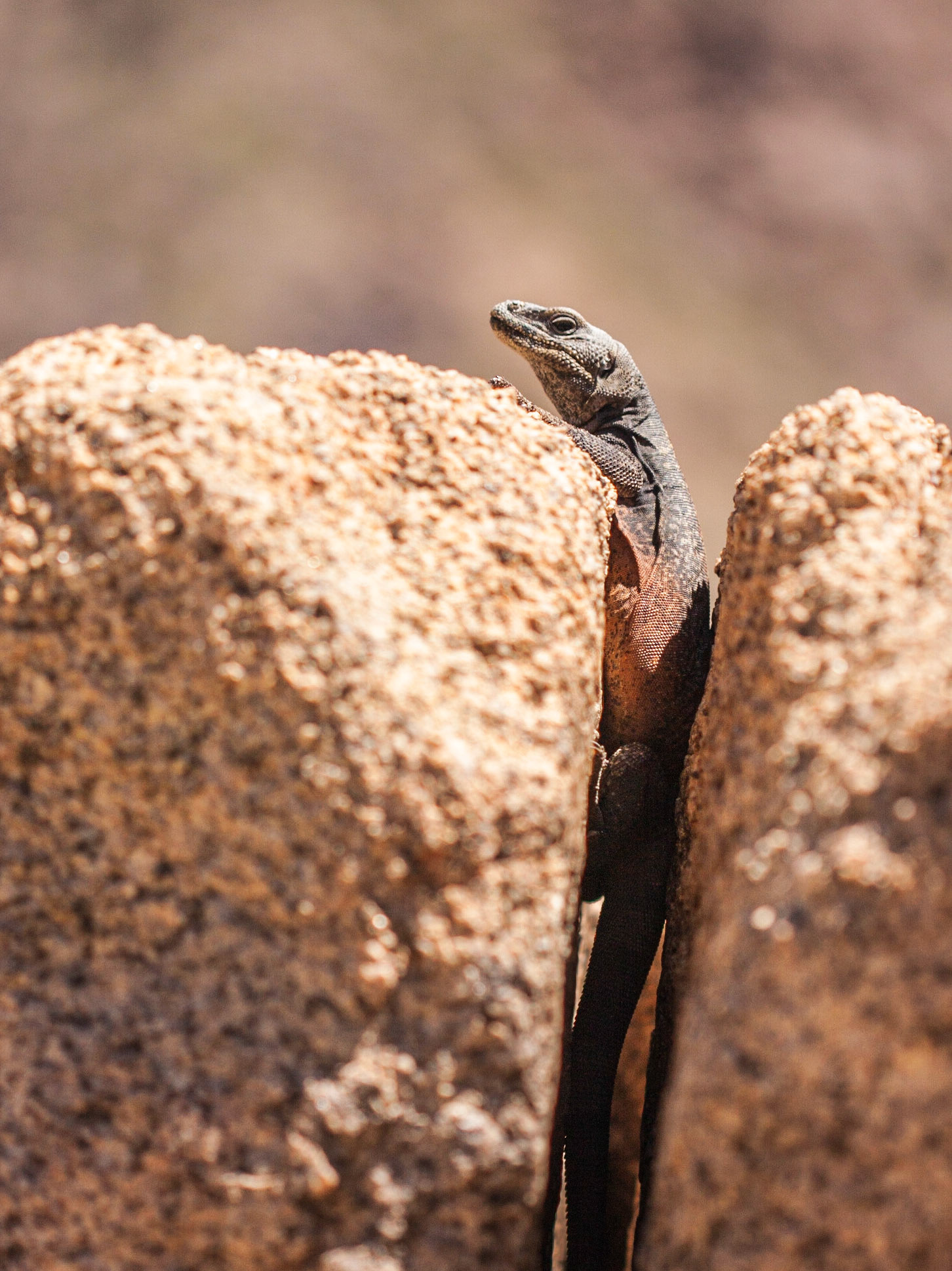 Common Chuckwalla (Sauromalus ater)