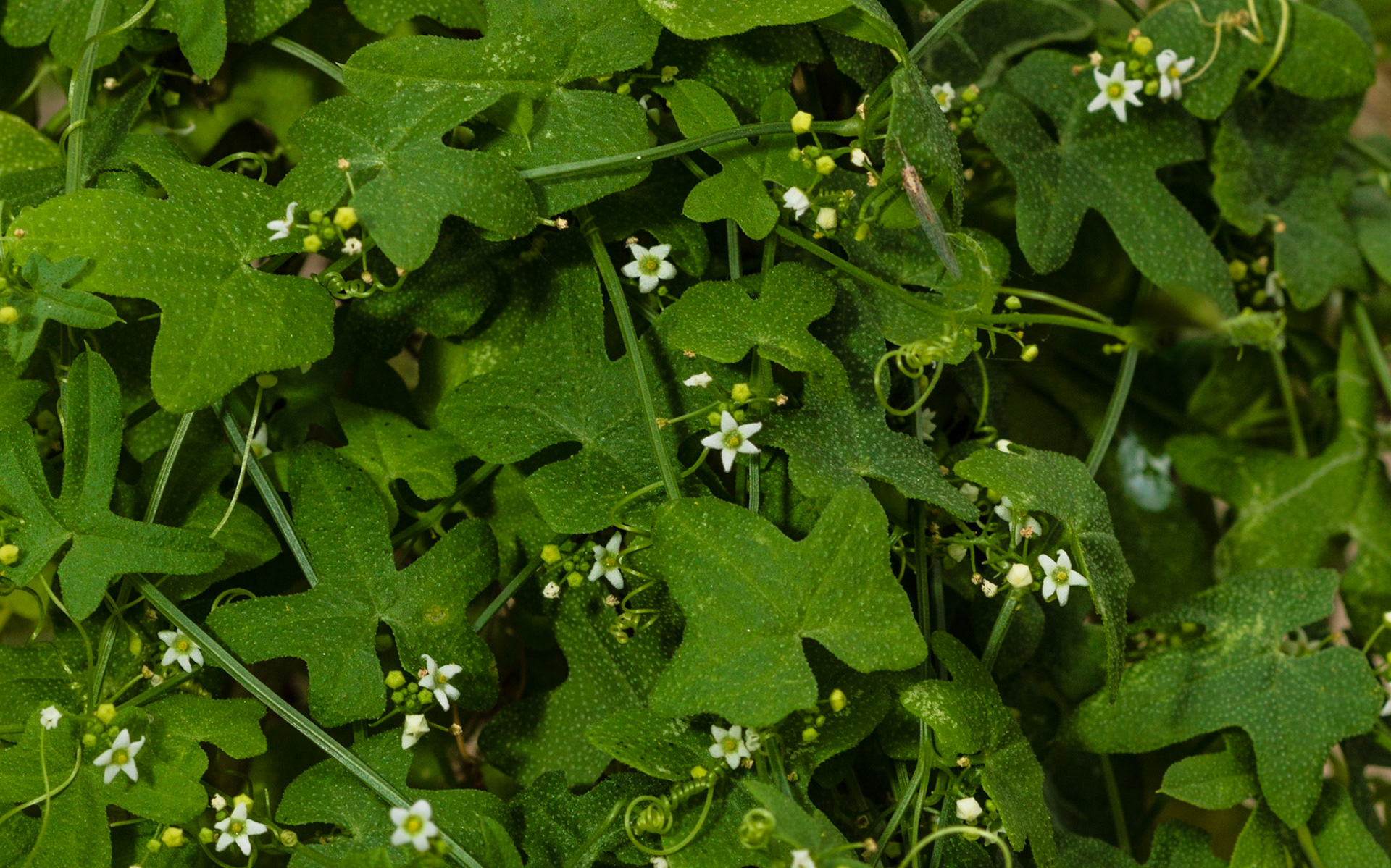 Desert Starvine (Brandegea bigelovii)