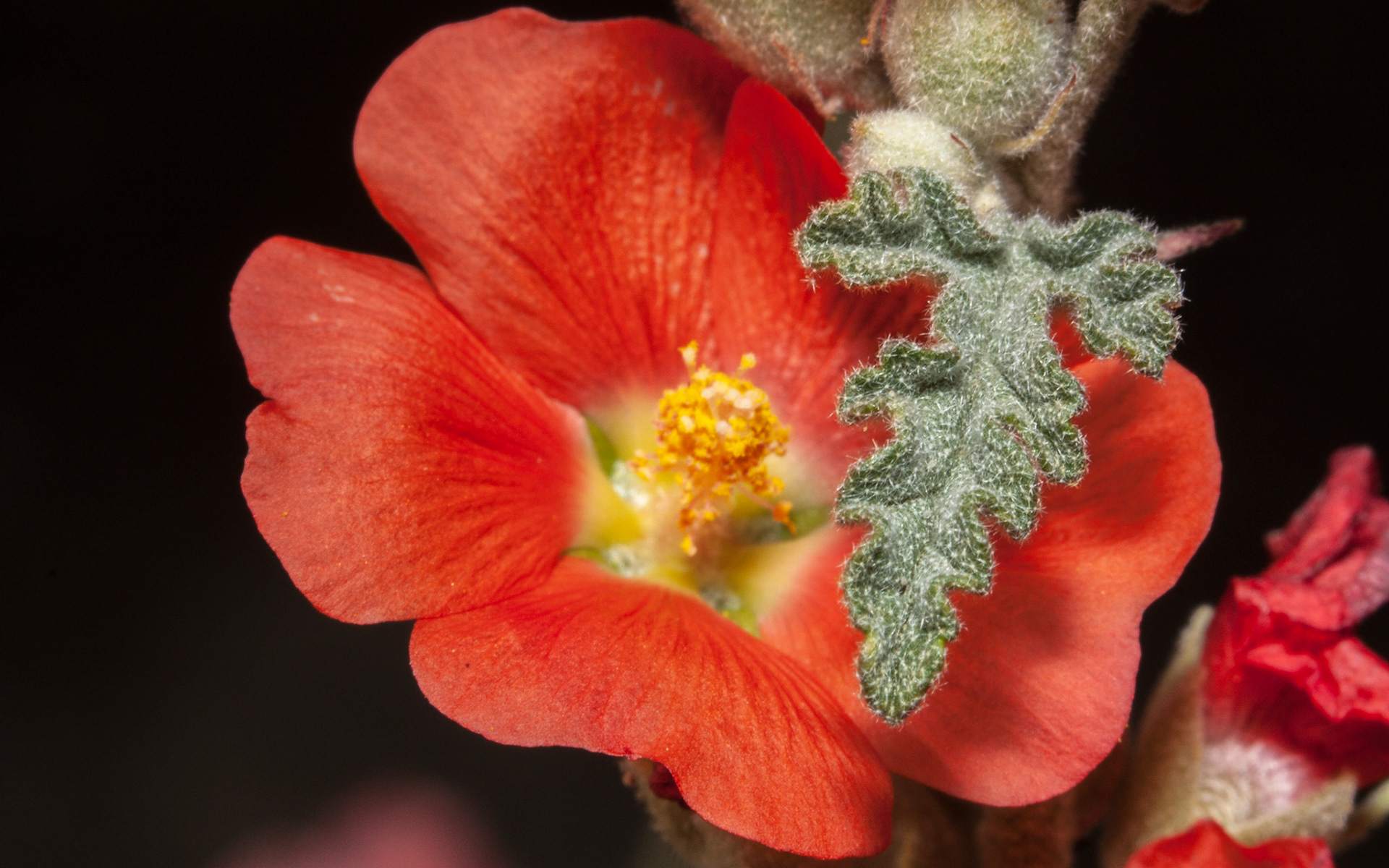 Apricot Mallow (Sphaeralcea ambigua)
