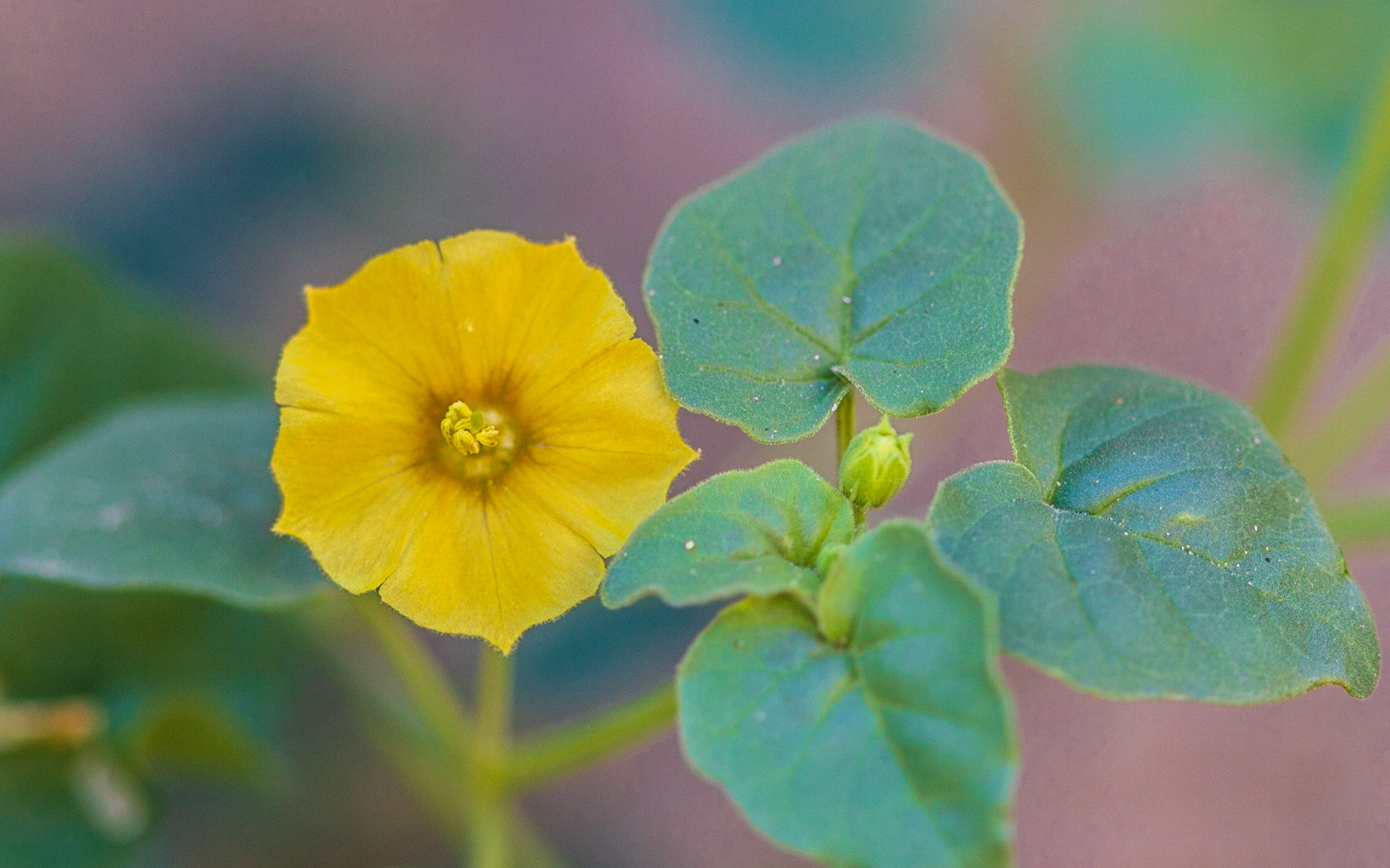 Thick-leafed Groundcherry (Physalis crassifolia)