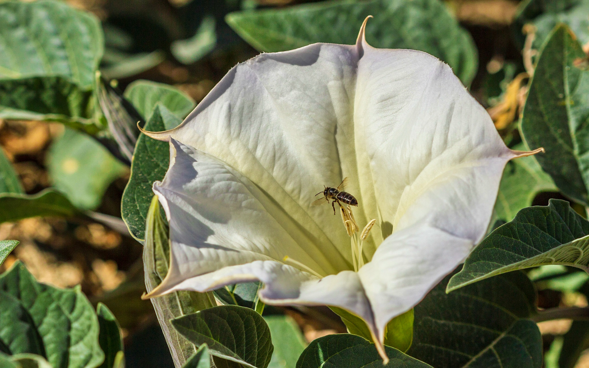 Jimsonweed (Datura wrightii)