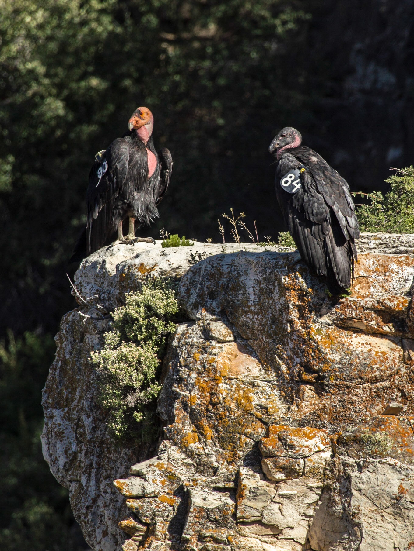 California Condor (Gymnogyps californianus)
