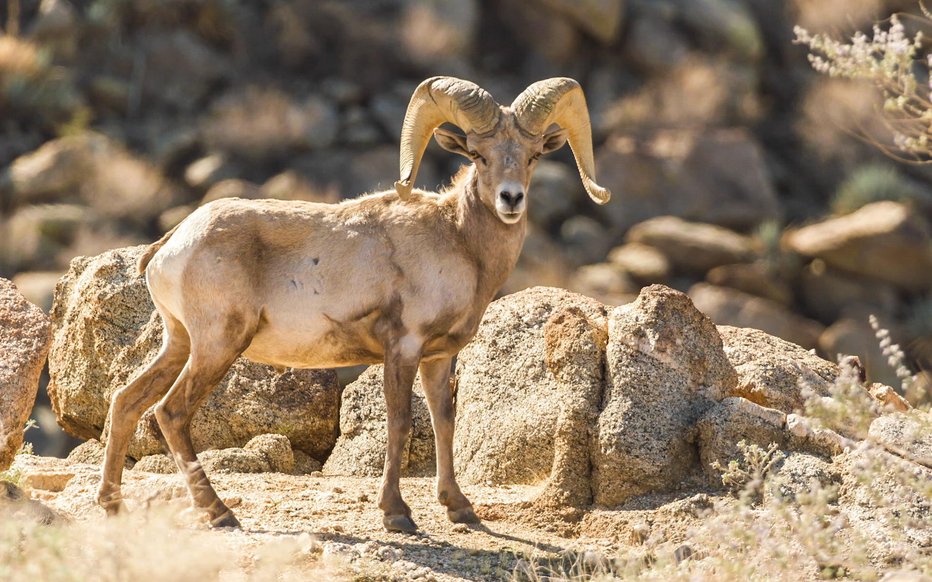 Bighorn Sheep (Ovis canadensis)