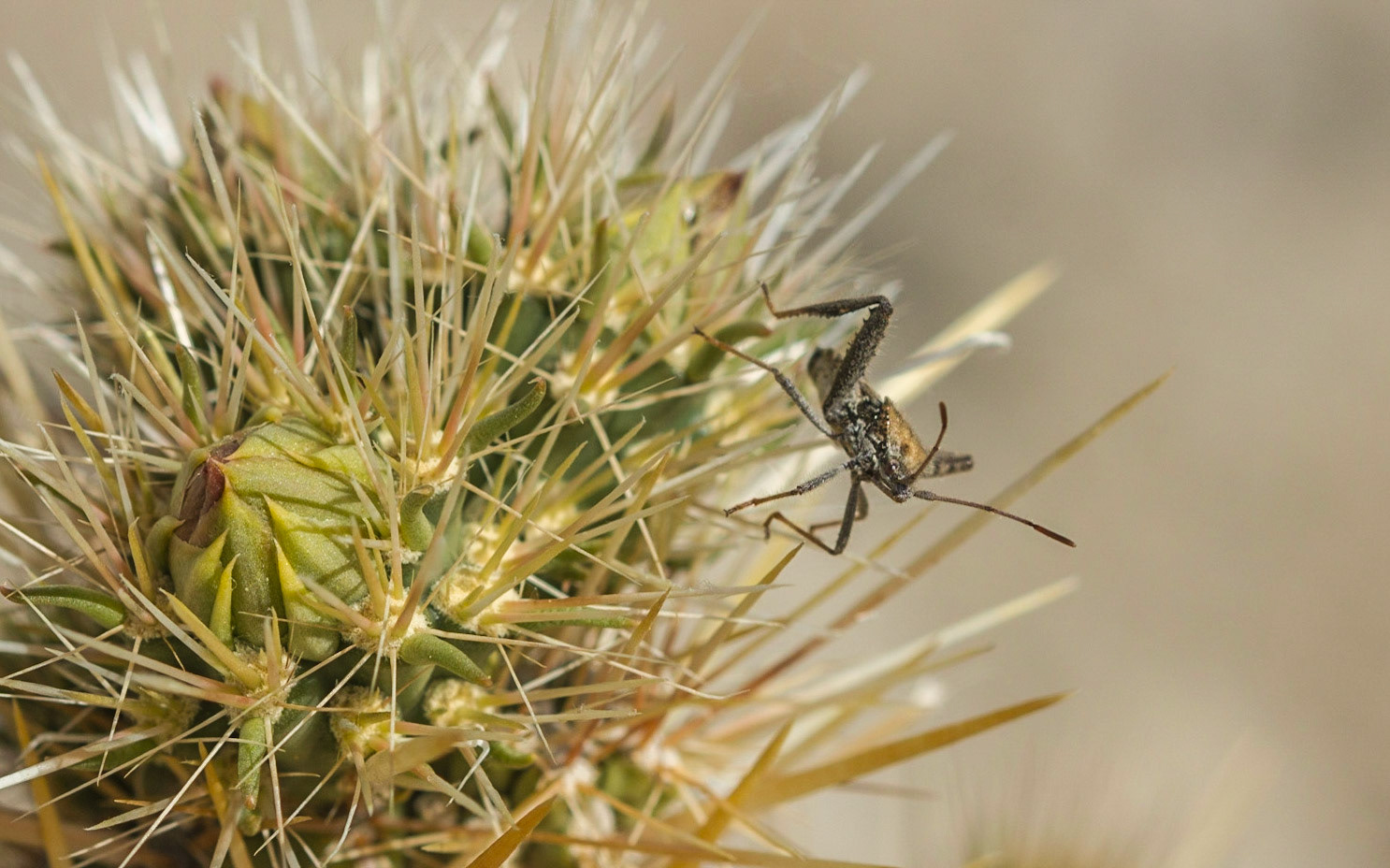 Cylindropuntia sp.
