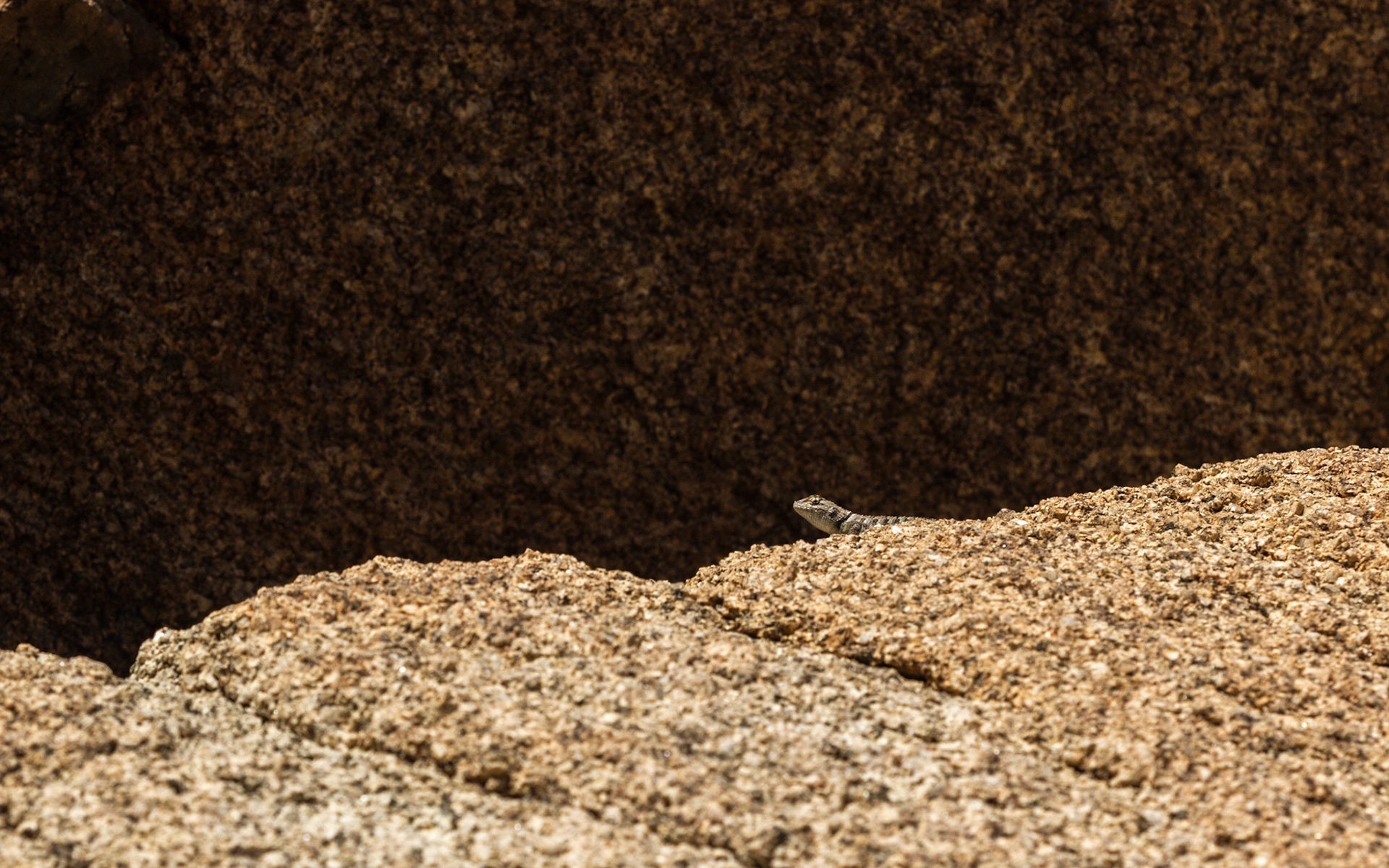 Desert Spiny Lizard (Sceloporus magister)