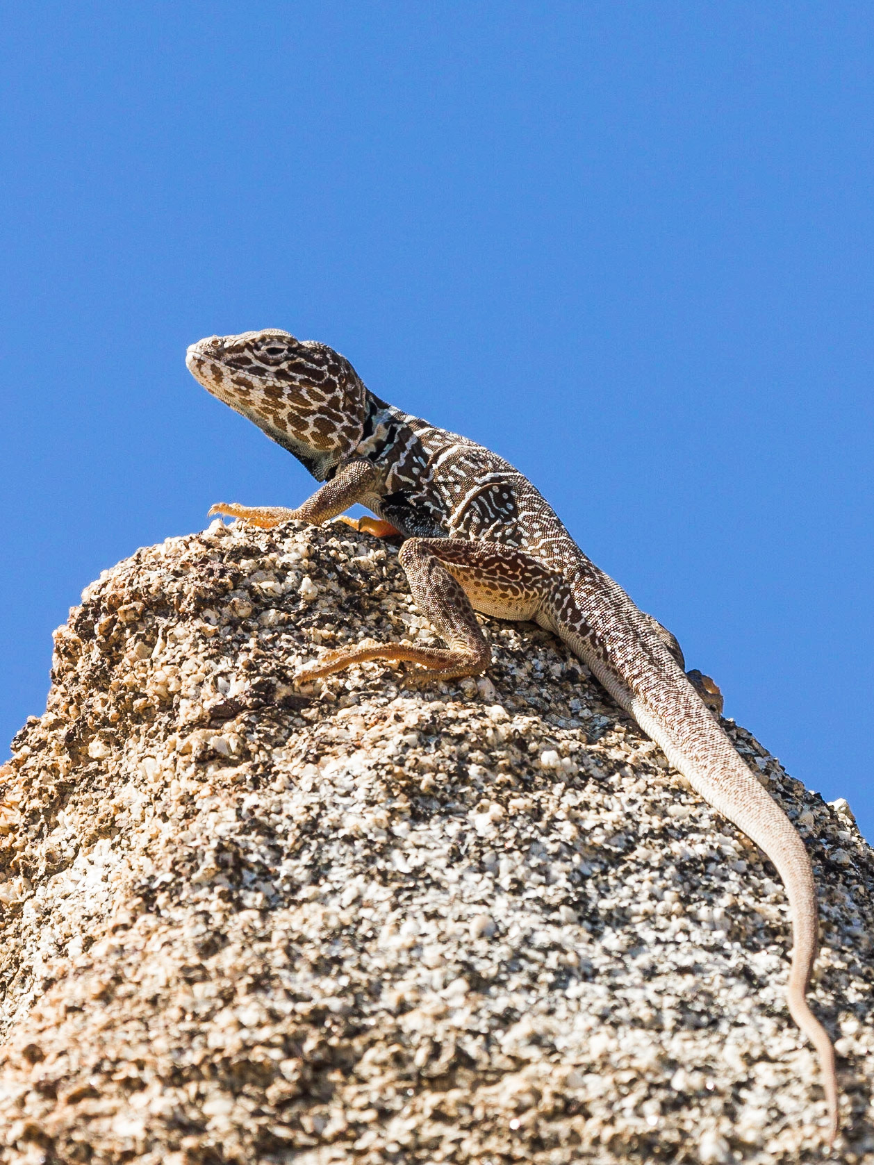 Baja California Collared Lizard (Crotaphytus vestigium)