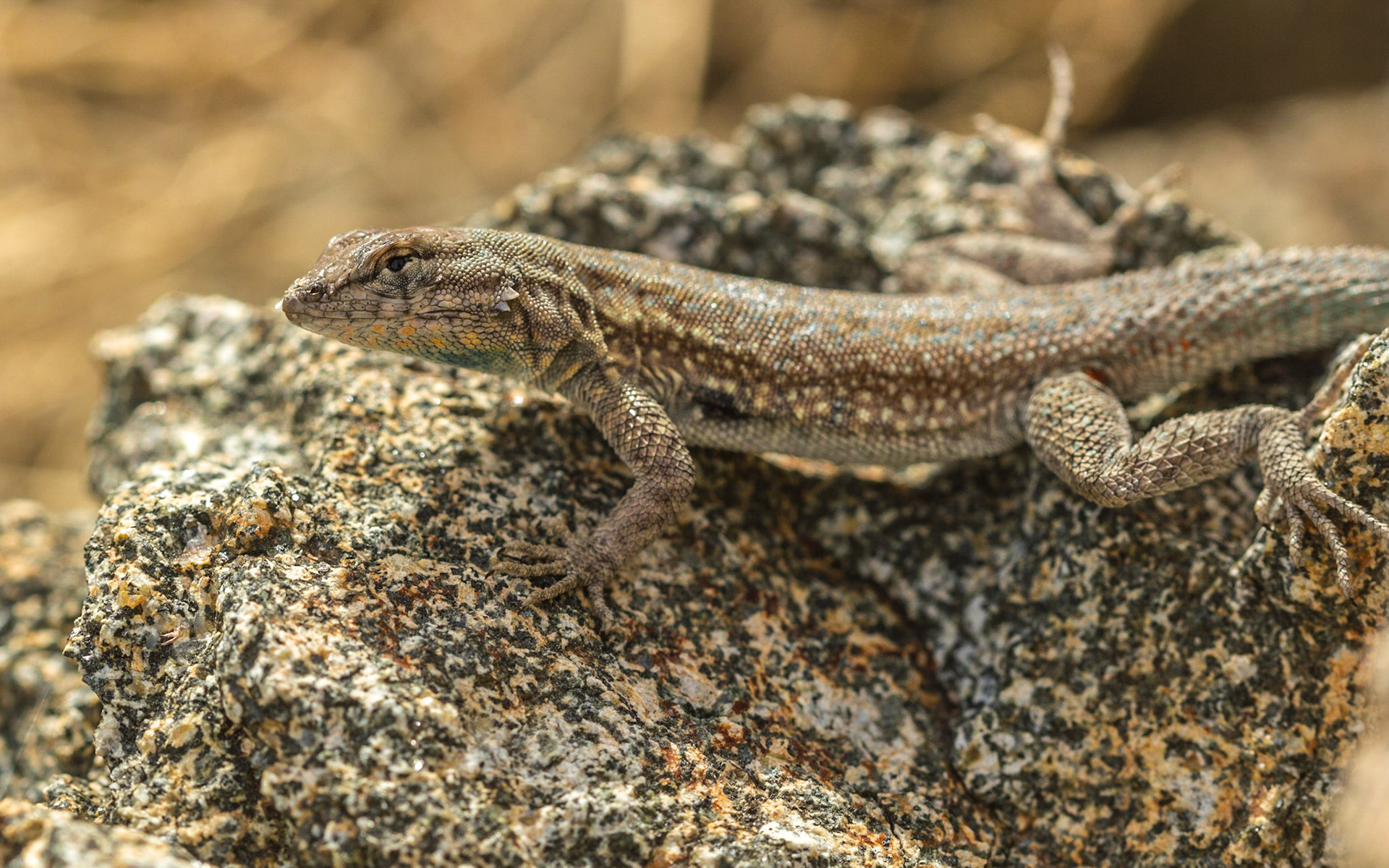 Common Side-blotched Lizard (Uta stansburiana)