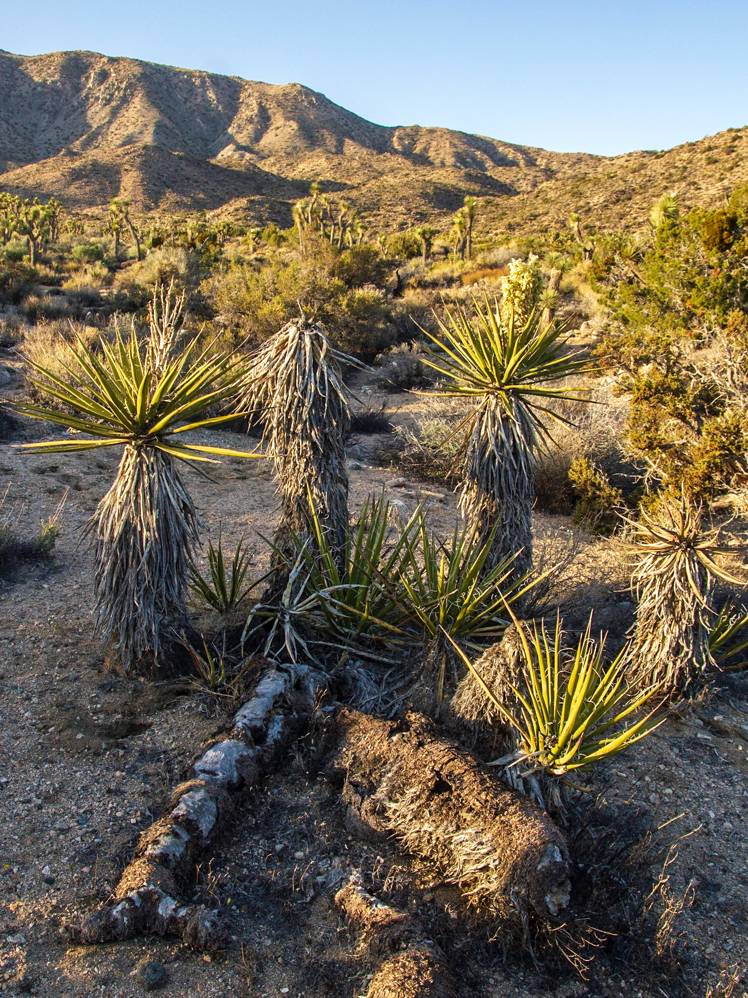 Mojave Yucca (Yucca schidigera)