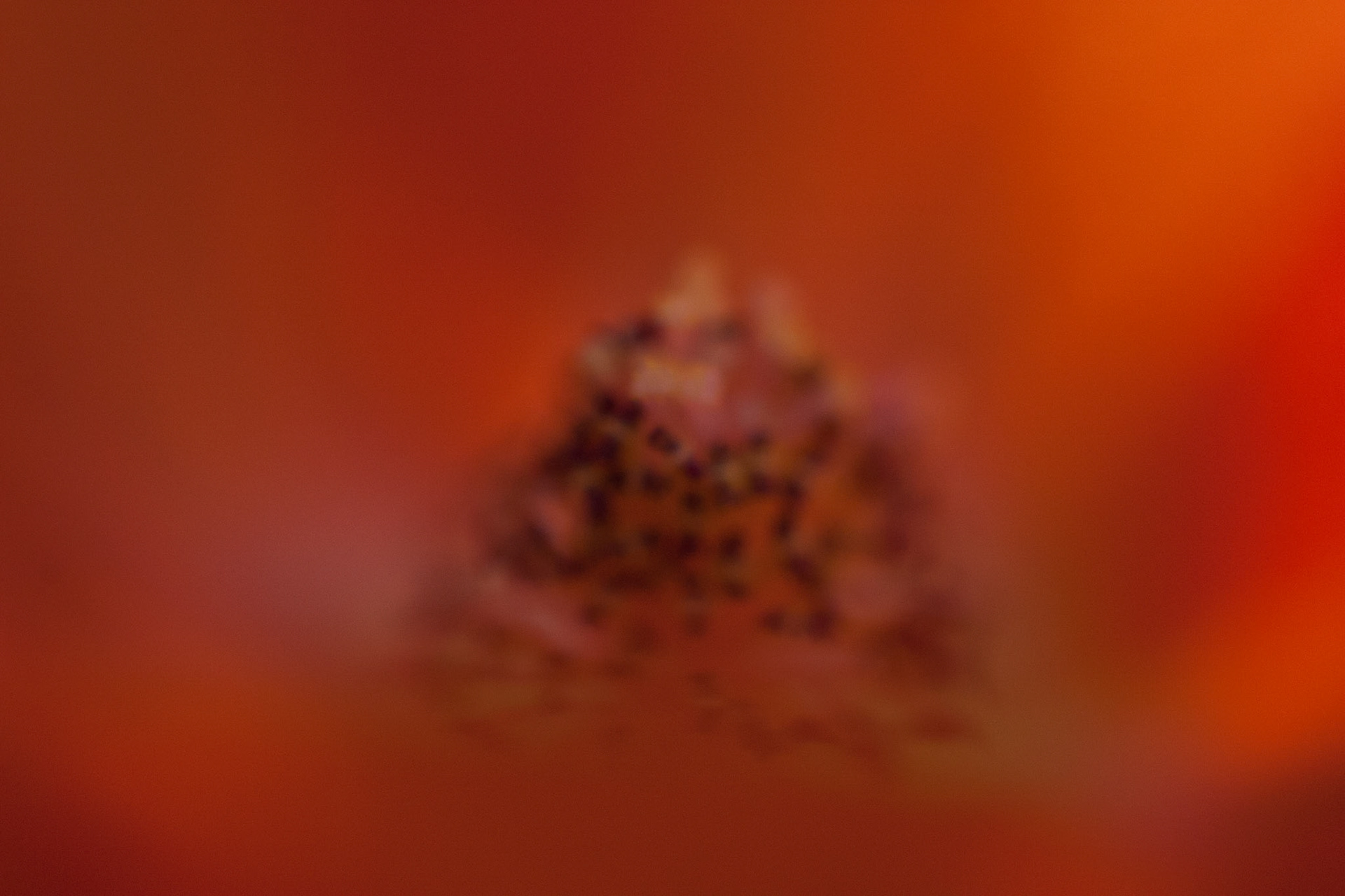 Apricot Mallow (Sphaeralcea ambigua)