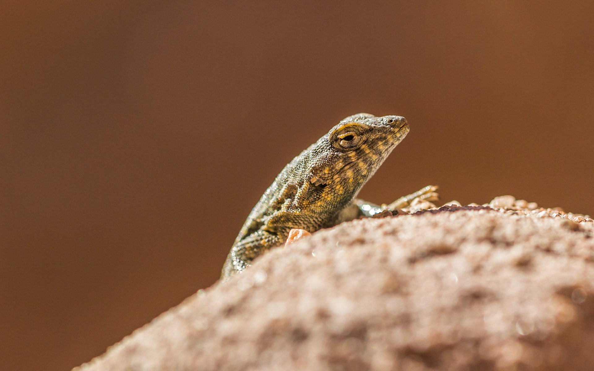 Common Side-blotched Lizard (Uta stansburiana)