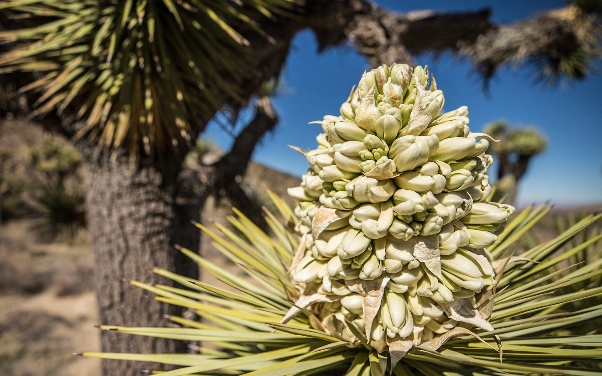 Joshua Tree Flowers near Long Canyon