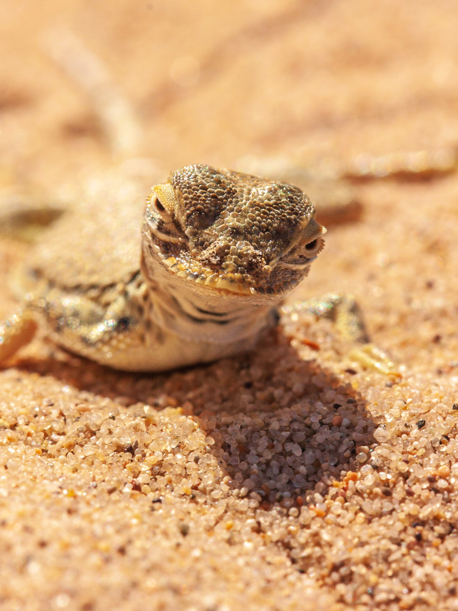 Mojave Fringe-toed Lizard (Uma scoparia)