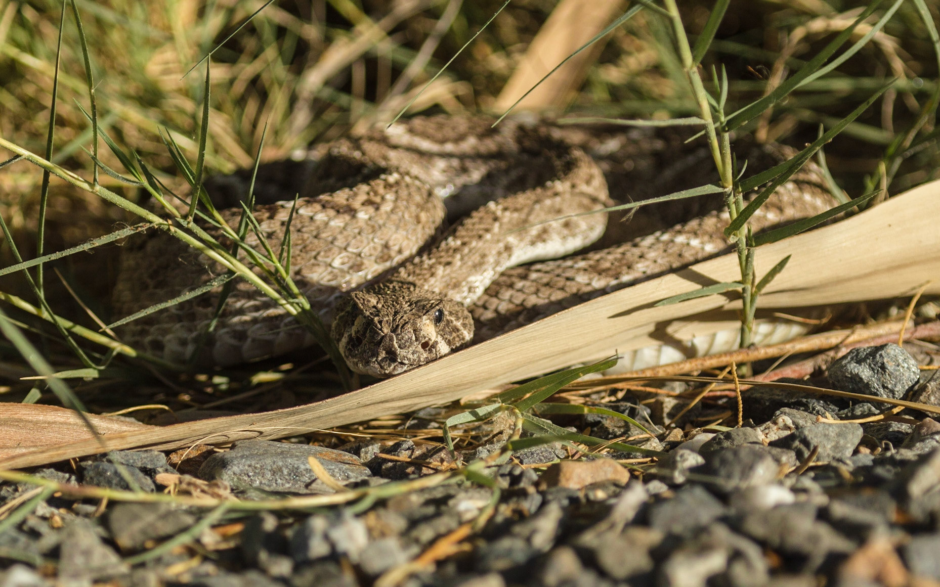 Western Diamond-backed Rattlesnake (Crotalus atrox)