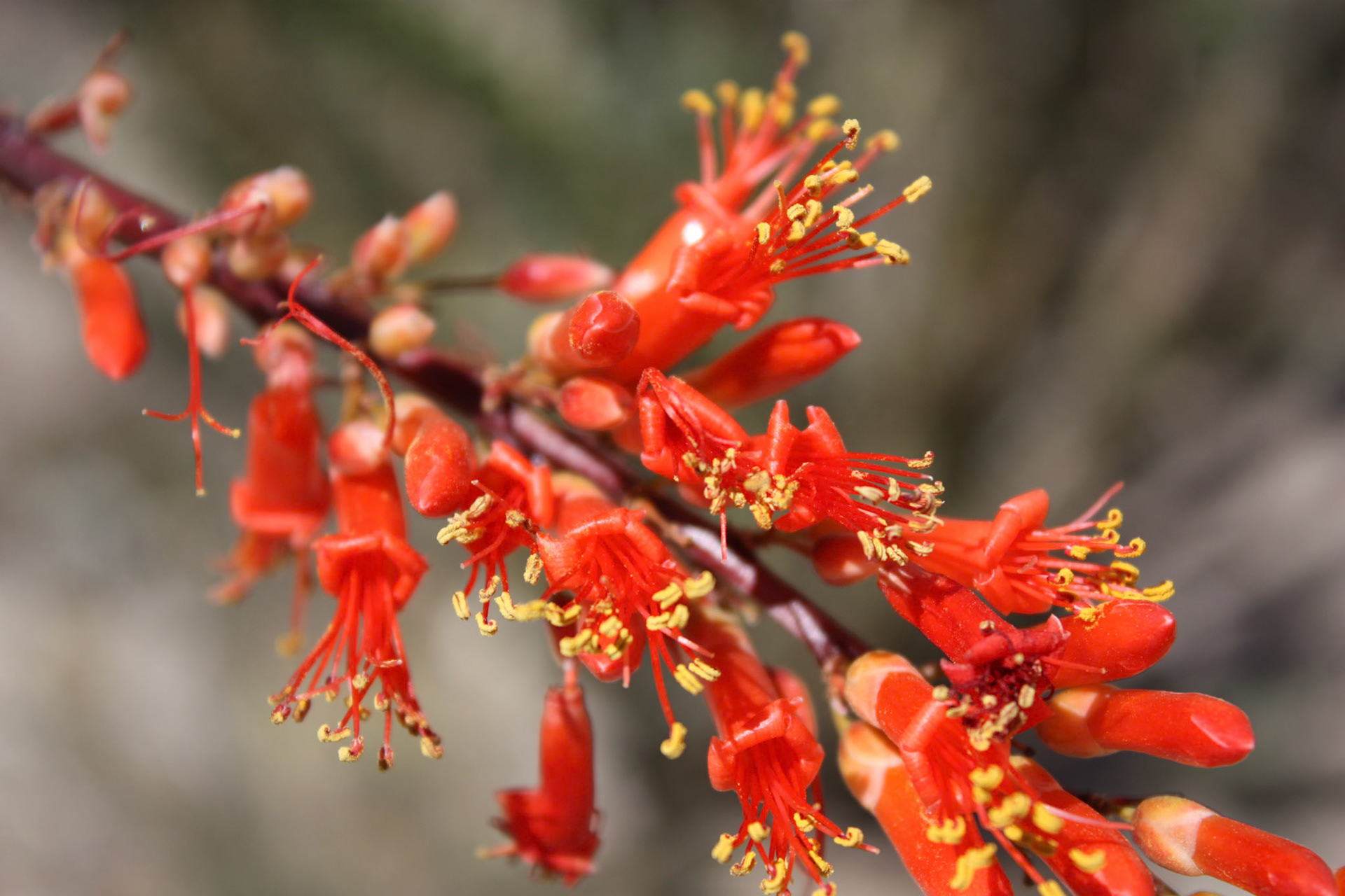 Ocotillo (Fouquieria splendens)