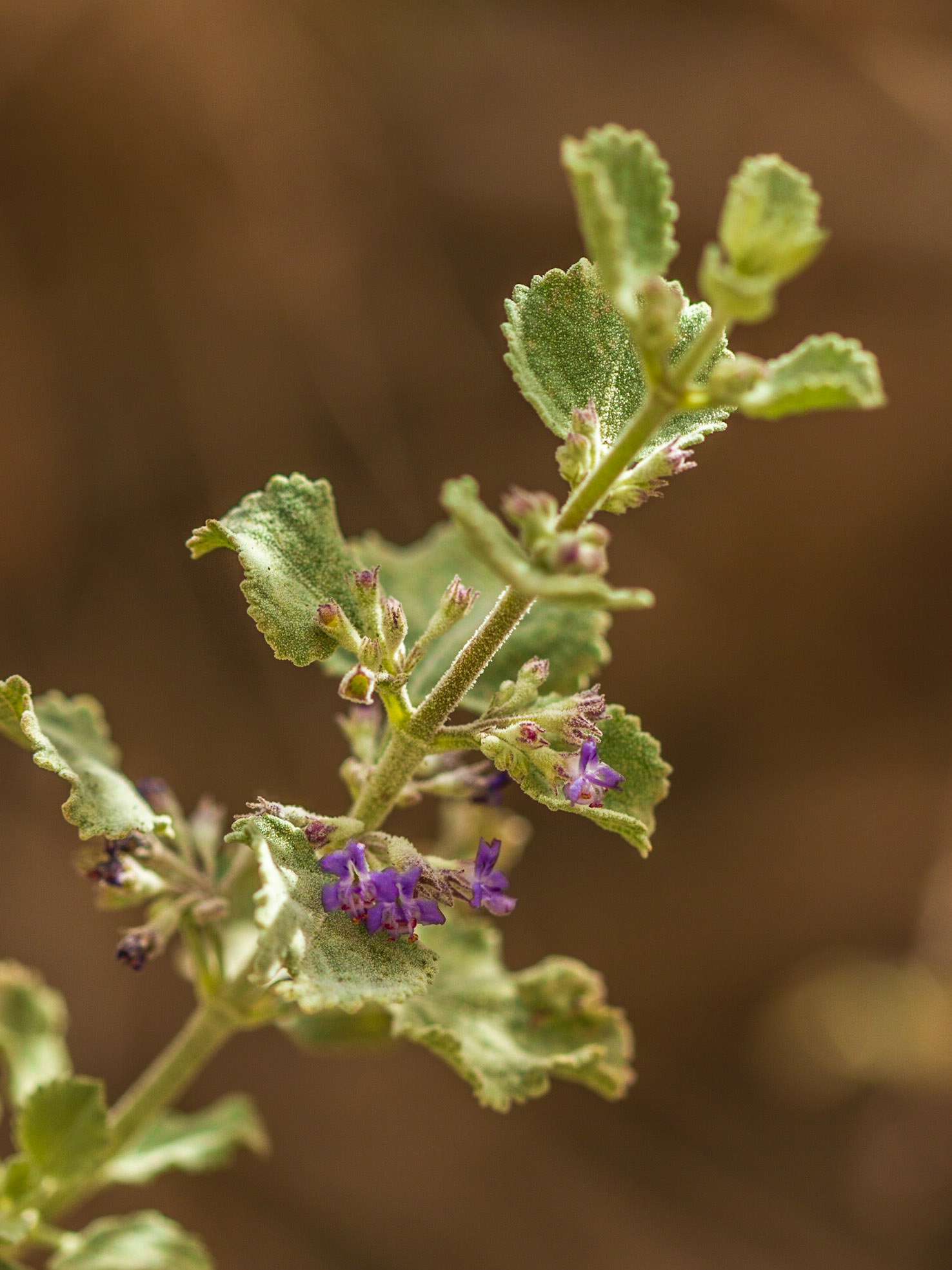 Desert Lavender (Hyptis emoryi)