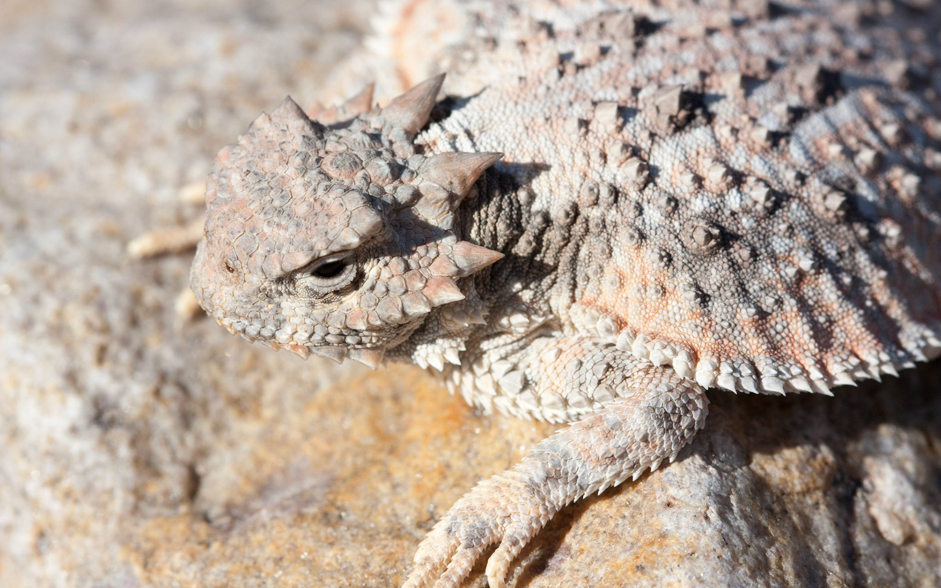 Desert Horned Lizard (Phrynosoma platyrhinos)