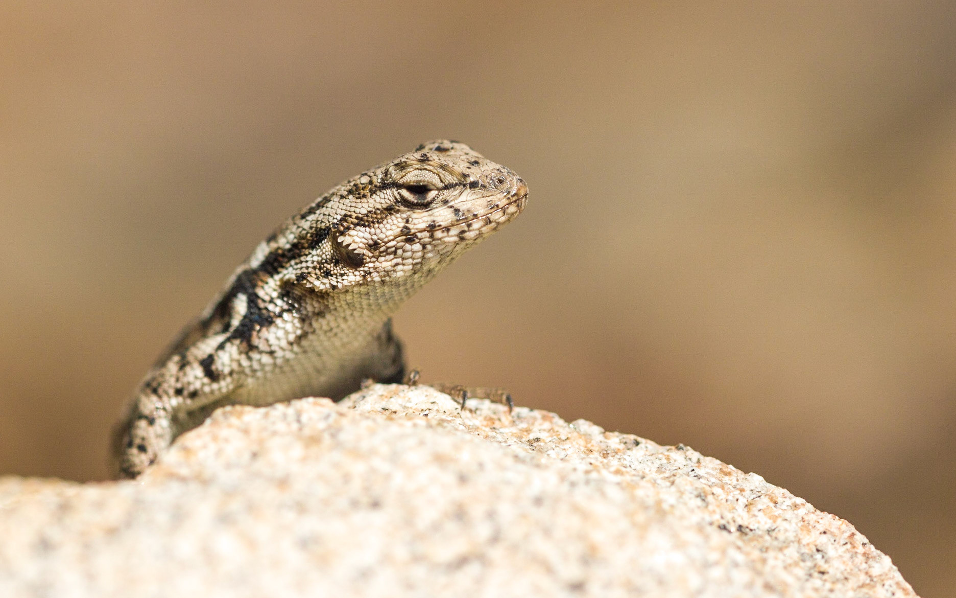 Common Sagebrush Lizard (Sceloporus graciosus)