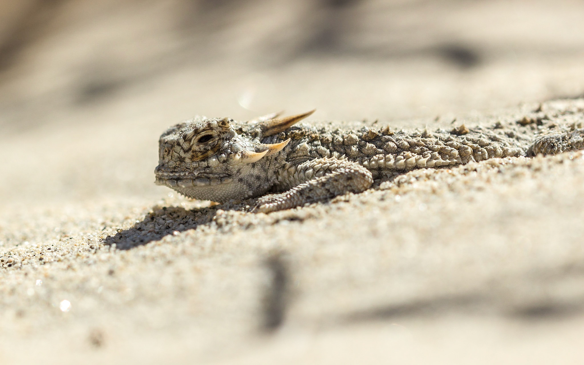 Flat-tail Horned Lizard (Phrynosoma mcallii)