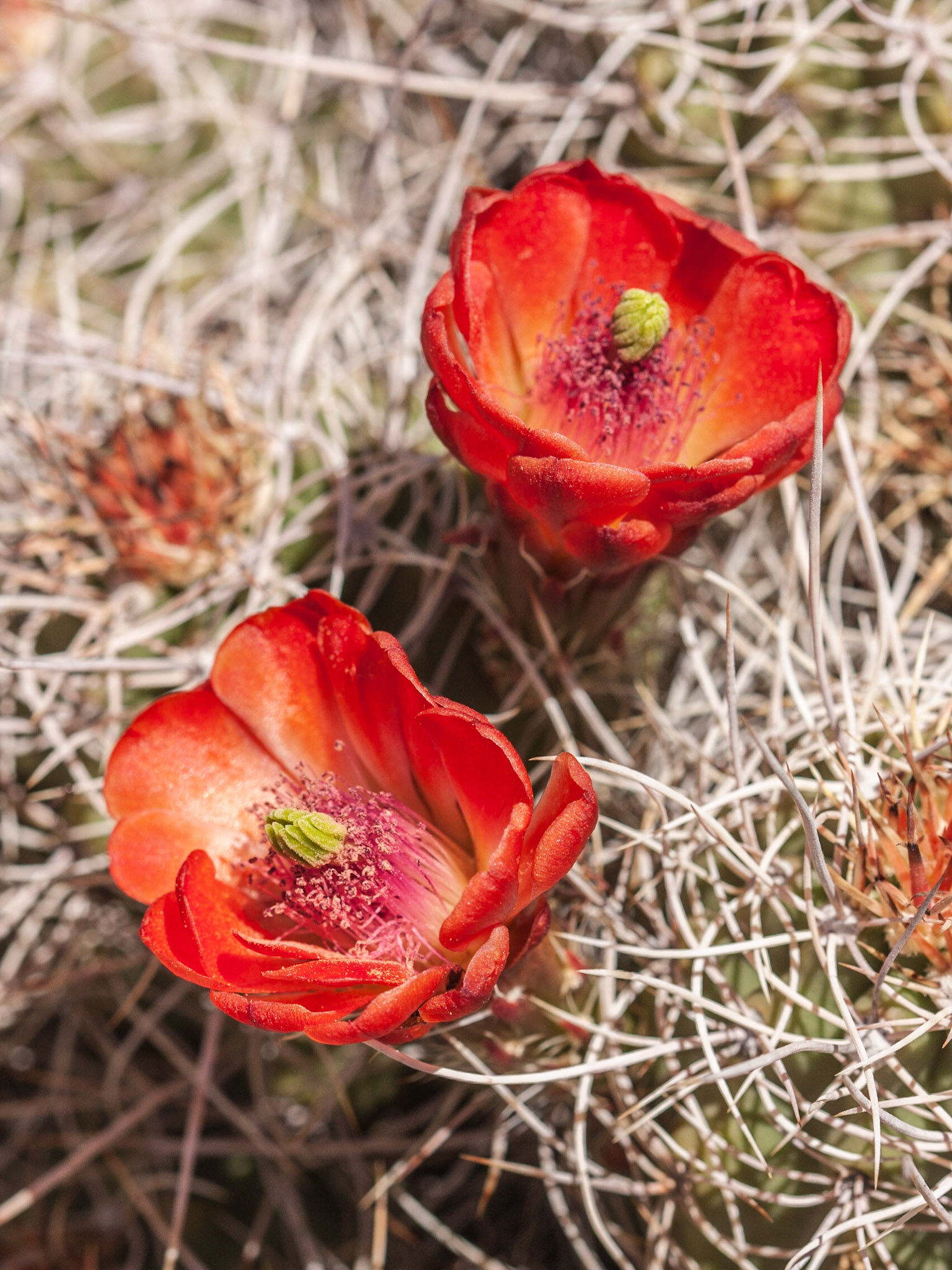 Mojave Mound (Echinocerus triglochidiatus)