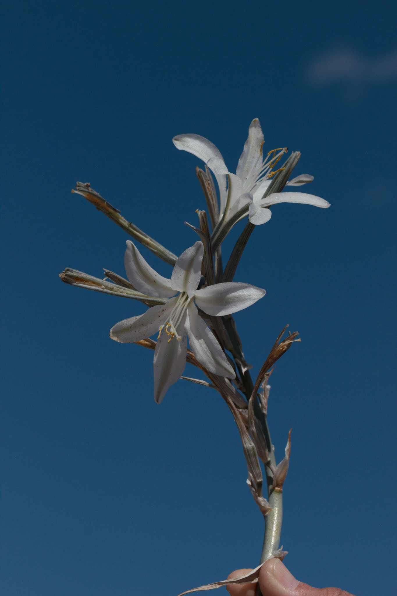 Desert Lily (Hesperocallis undulata)
