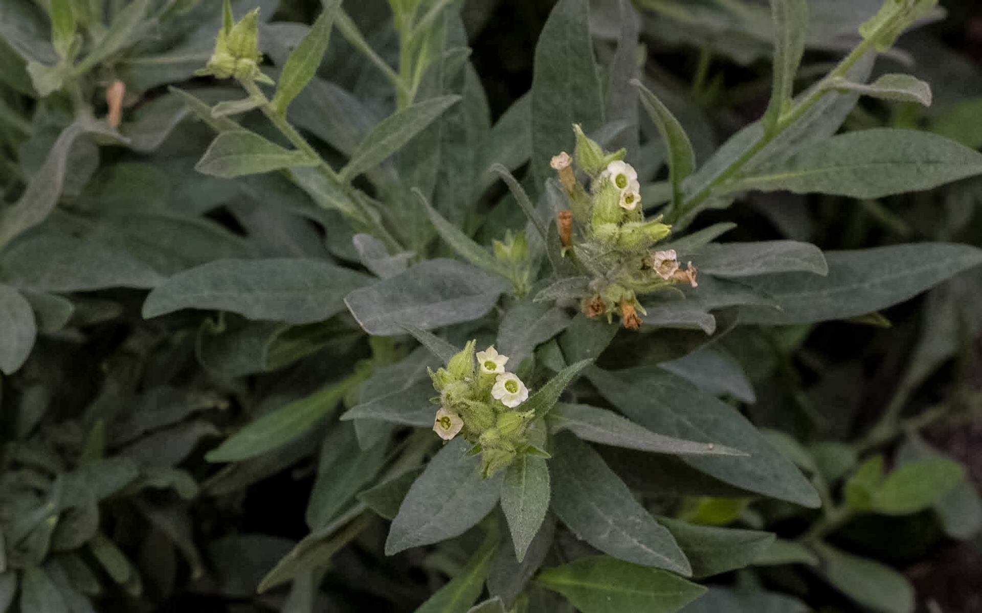 Desert Tobacco (Nicotiana obtusifolia)