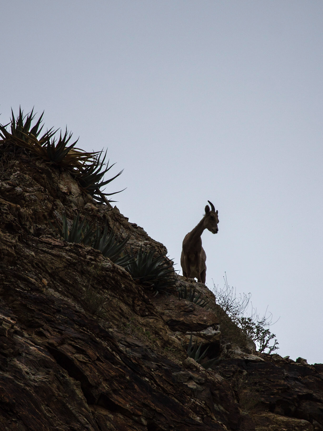 Bighorn Sheep (Ovis canadensis)