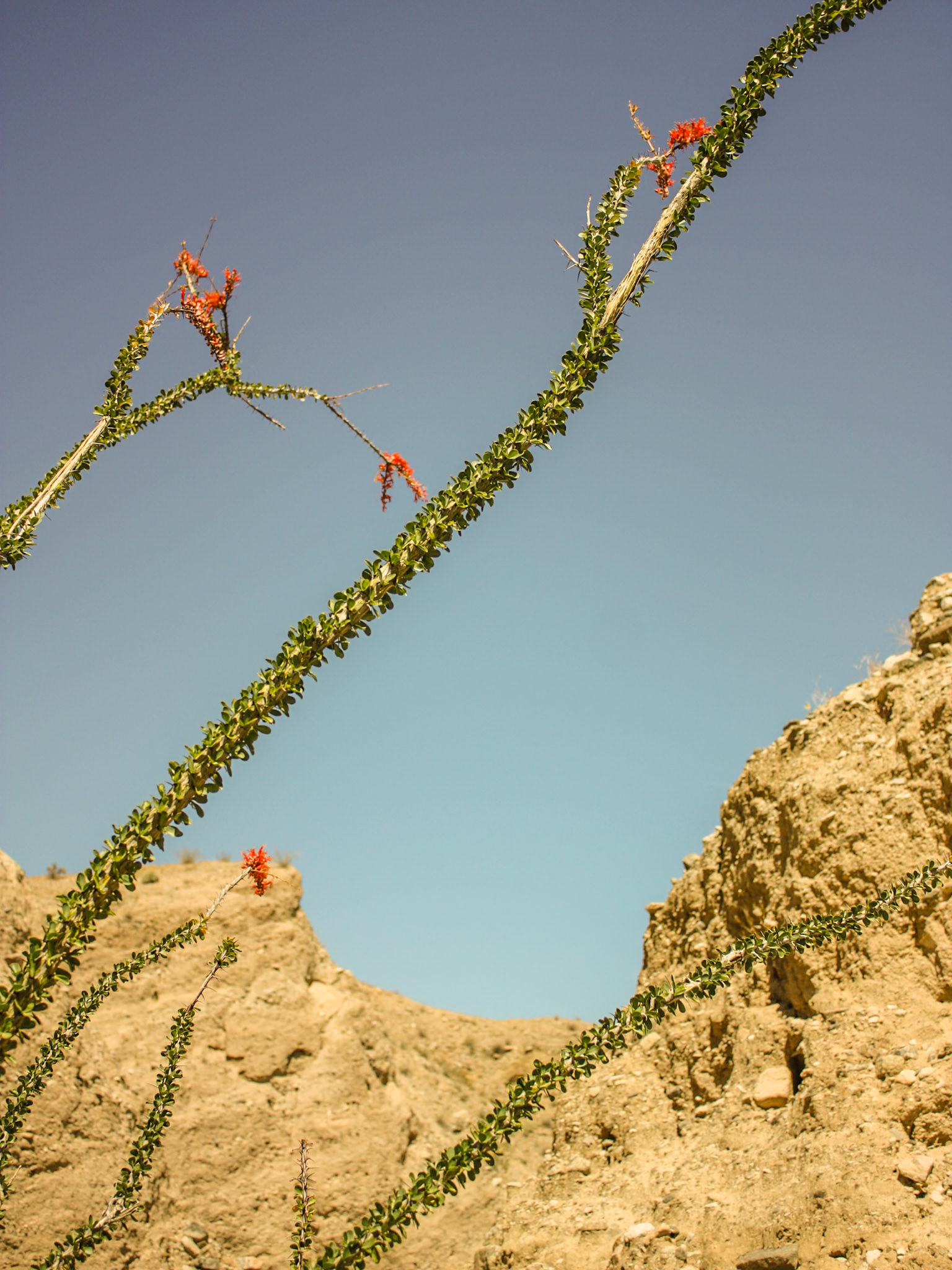 Ocotillo (Fouquieria splendens)